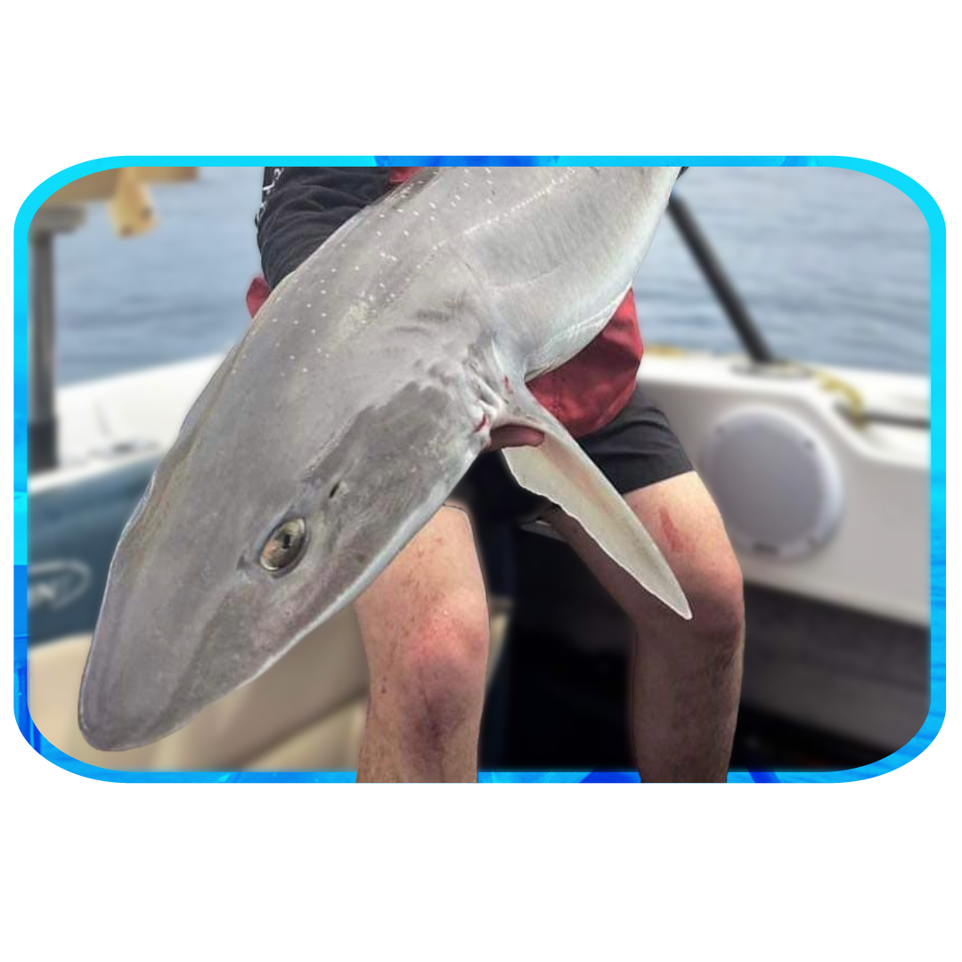 In Depth Fishing Report 23/11