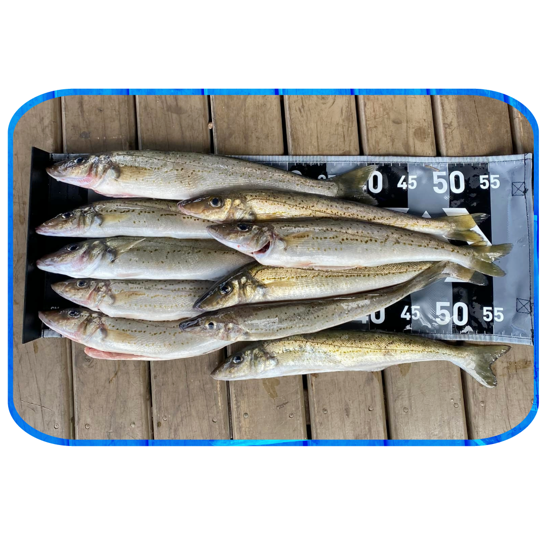 In Depth Fishing Report 2/2