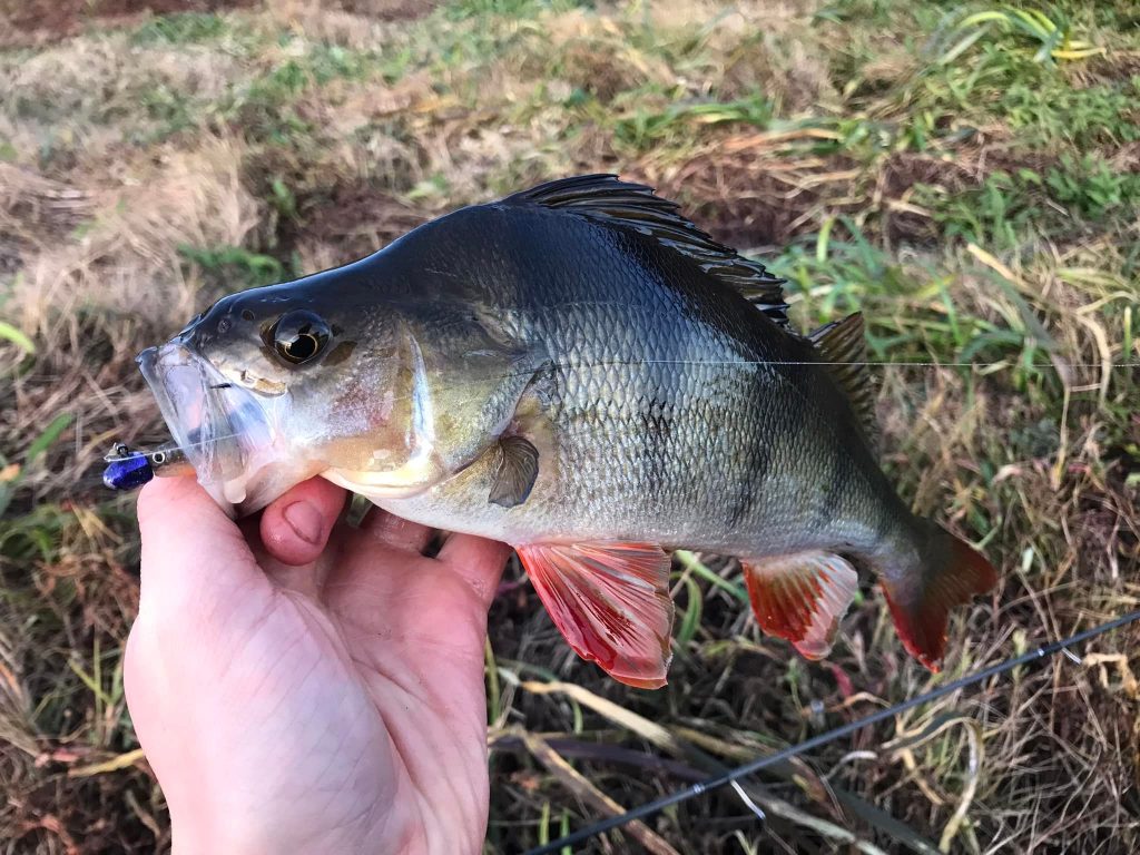 Local Reddies