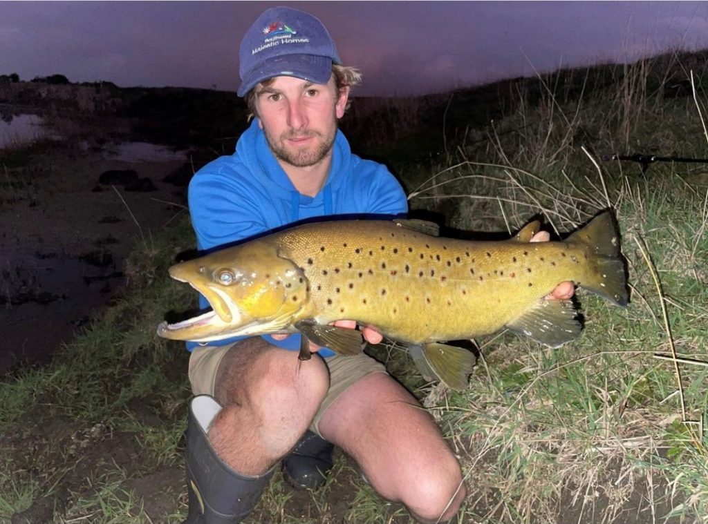 Big Brown Donkey!