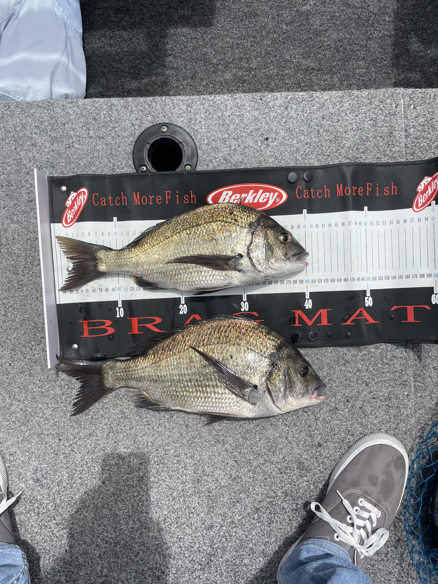 Cut bait bream'n
