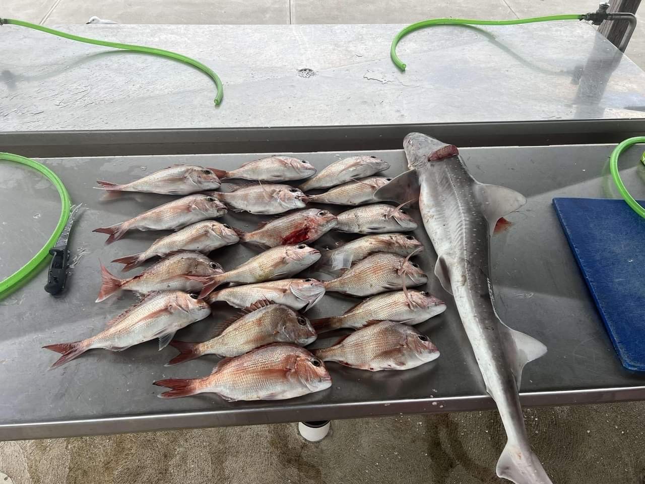 Snapper feast