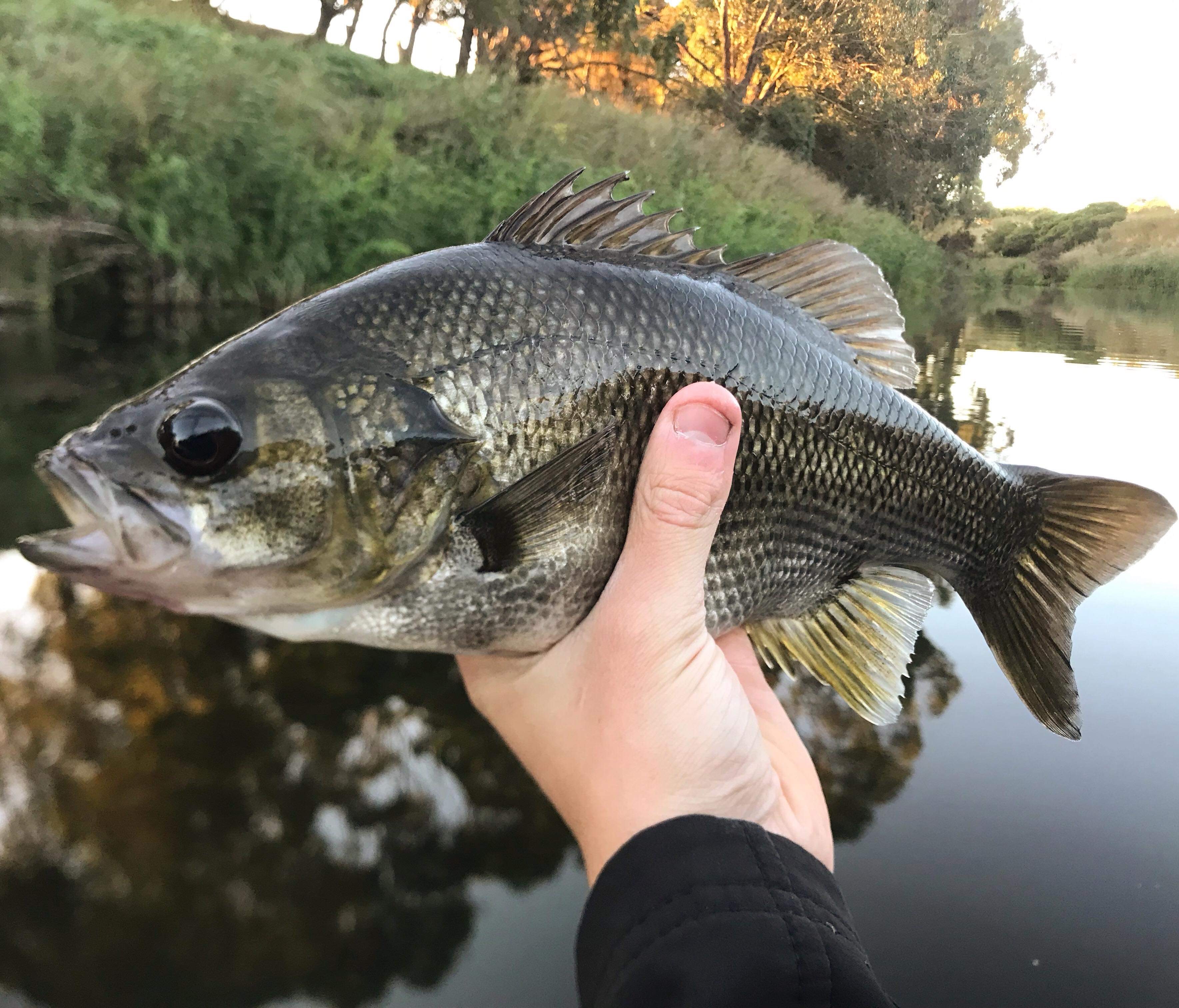 Hopkins Bass