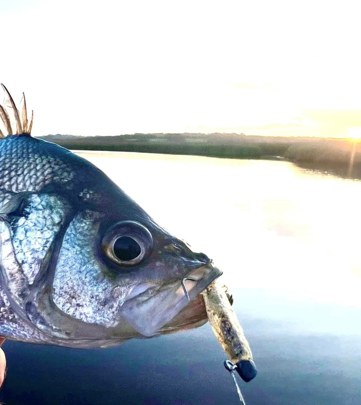 Winter Perch