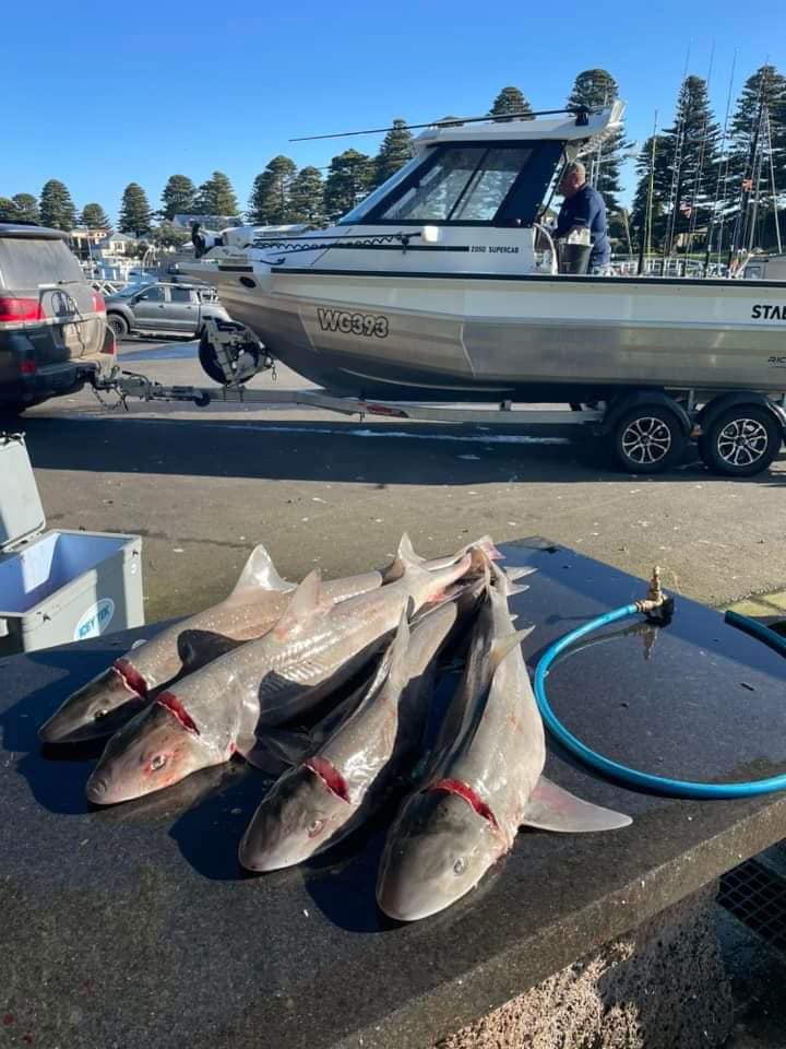 Weekend Sharks