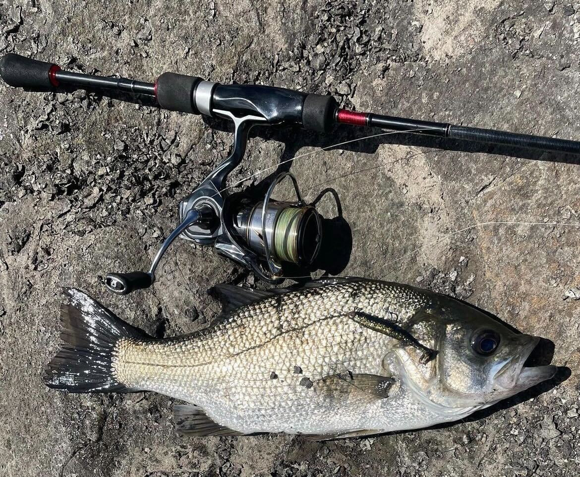 Bi-Catch Perch