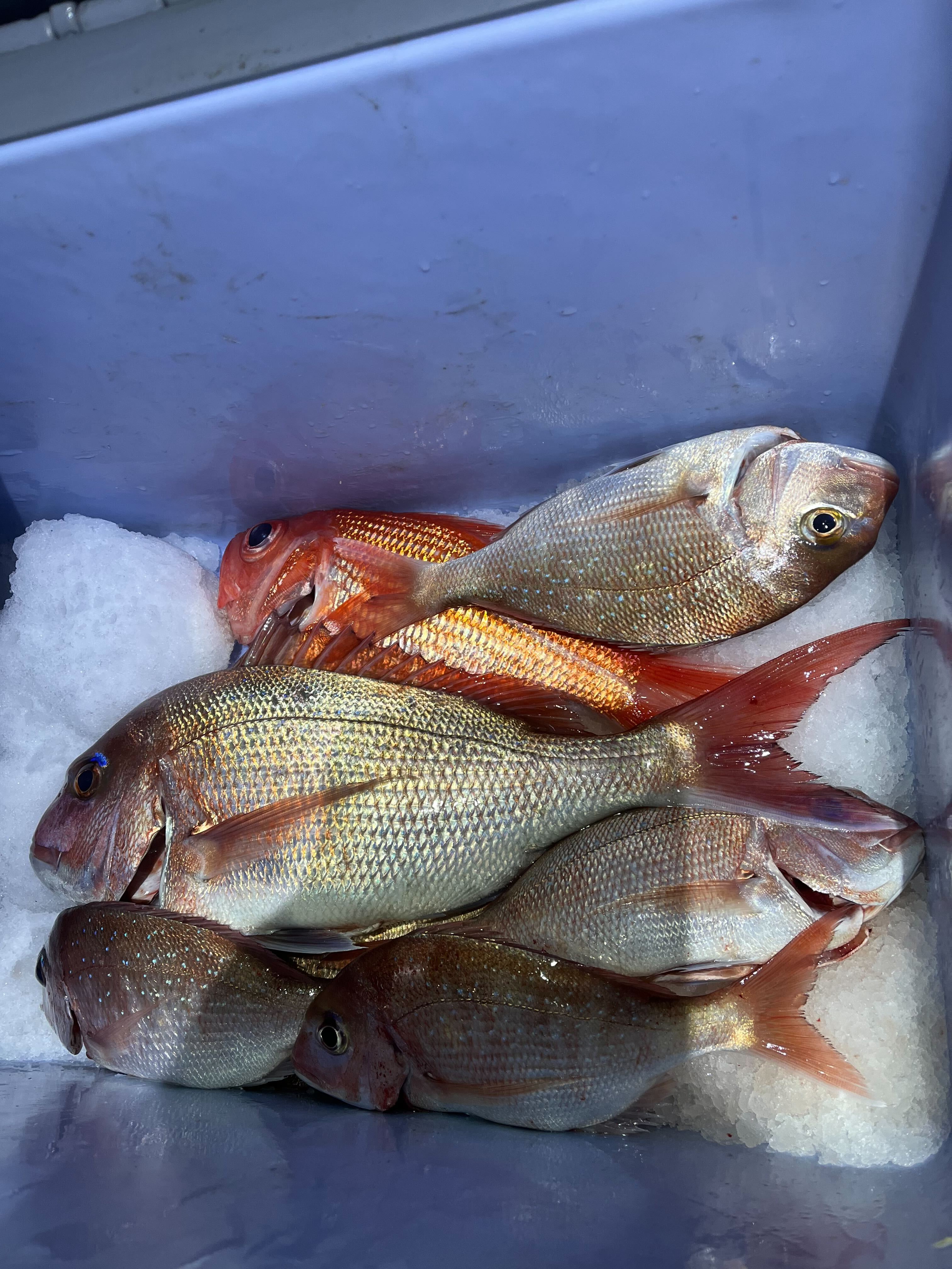 Snapper are coming!