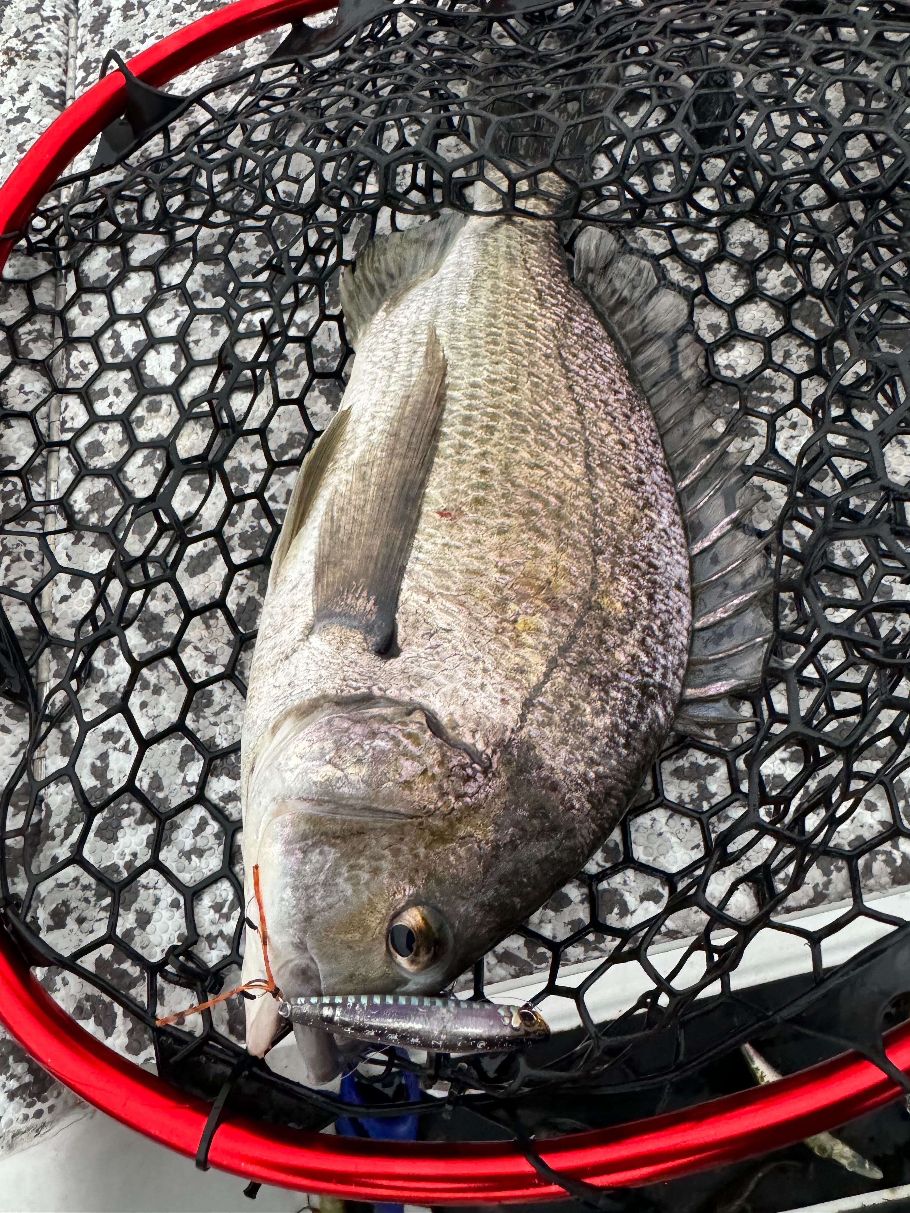 Surface bream blow ups