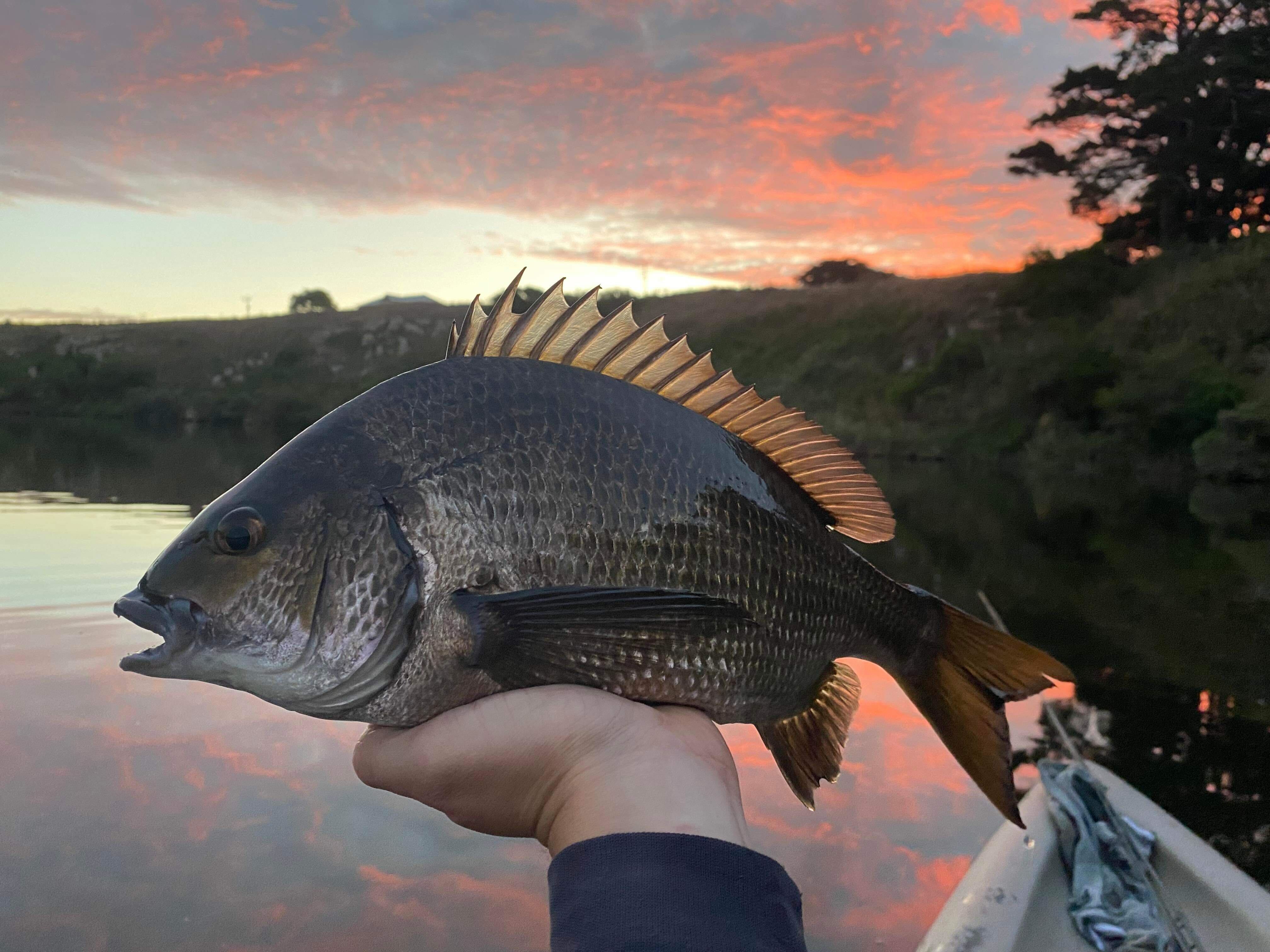 Sunset bream