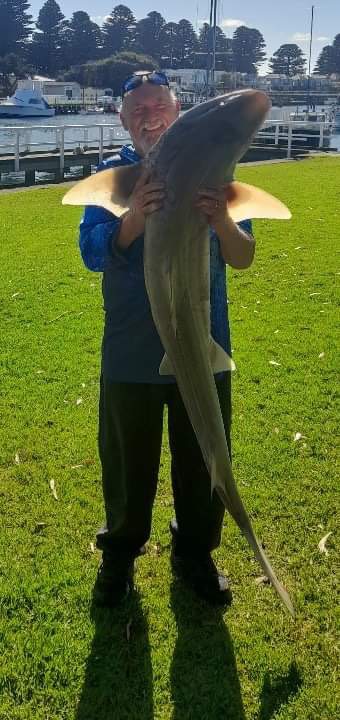 Port Fairy Shark