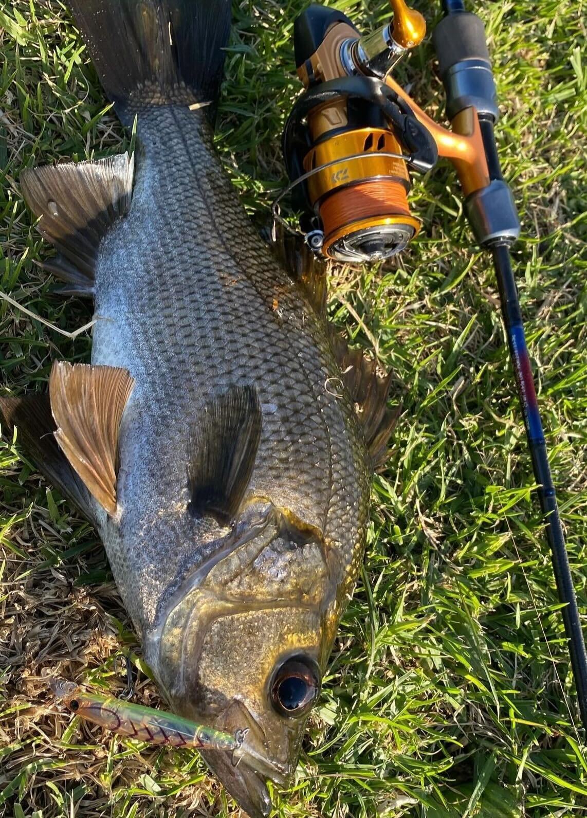 Jerk baiting perch