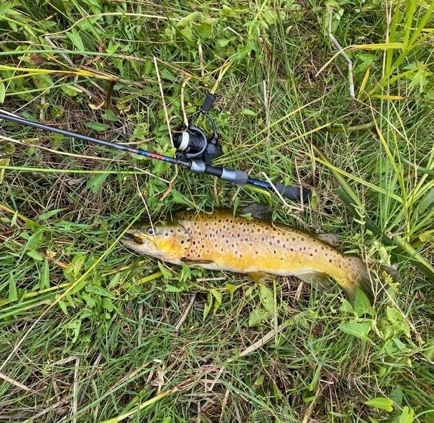 Moyne Trout