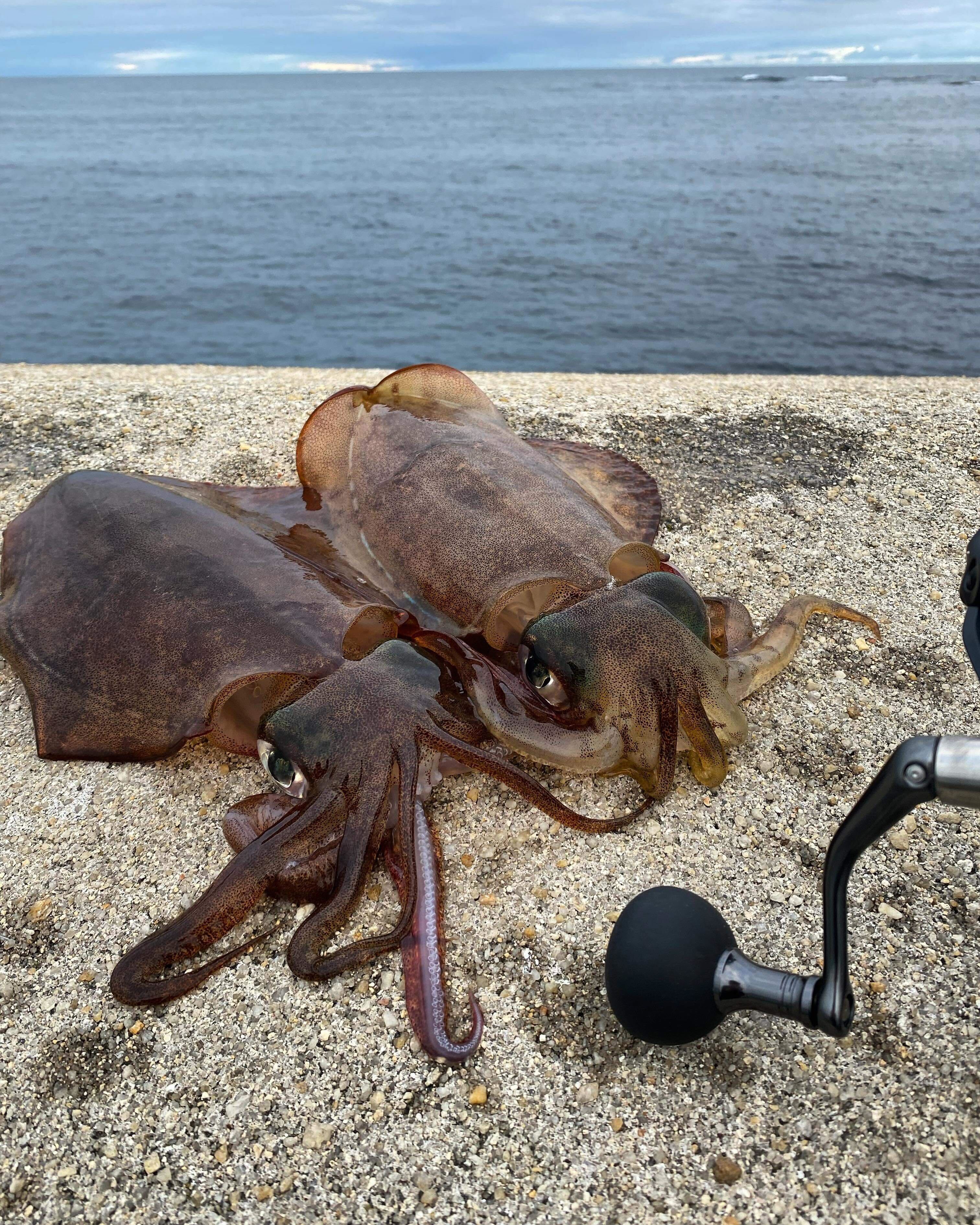 Squidly for tea!