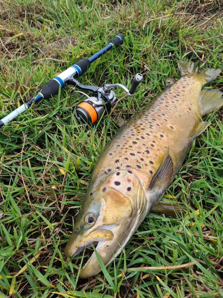 Hopkins Trout for Andy