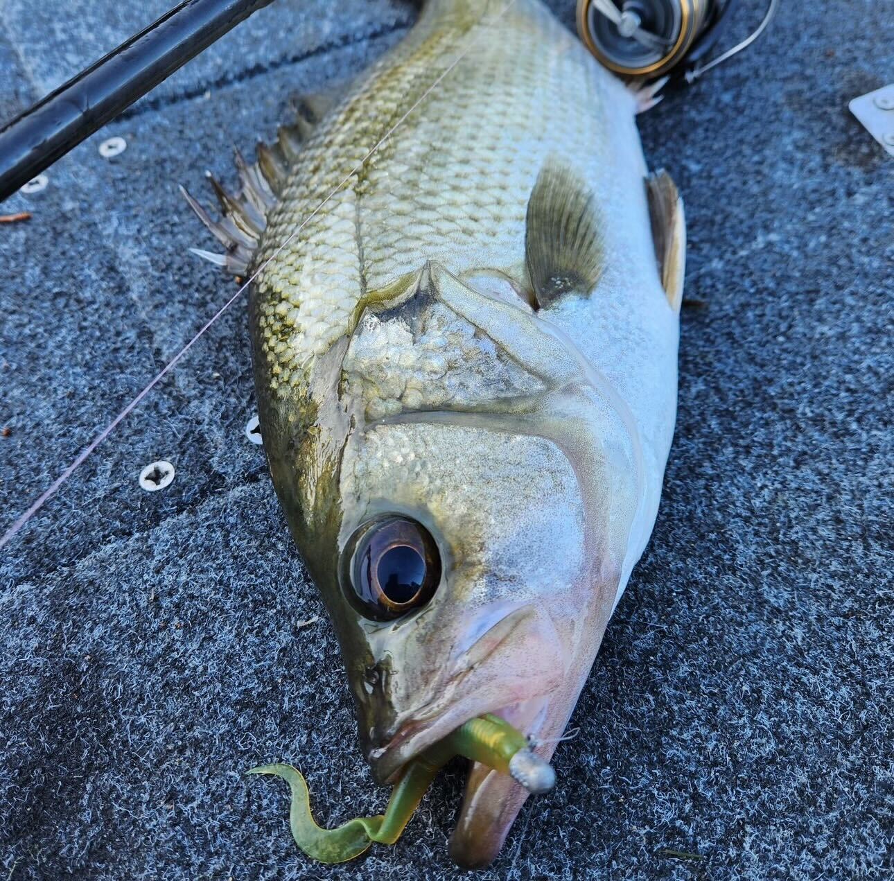 Winter Perch On Plastics