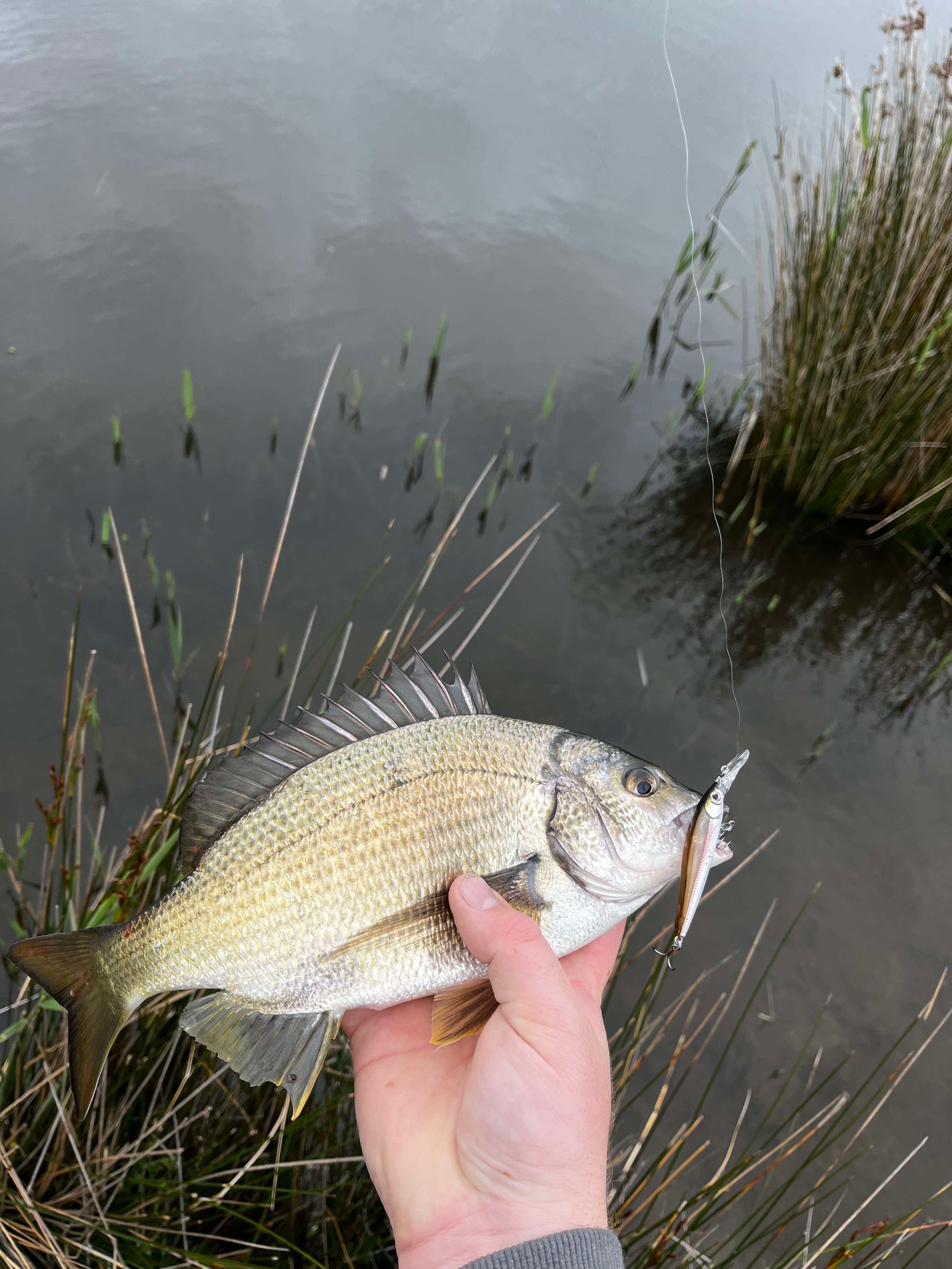 Bream on fire