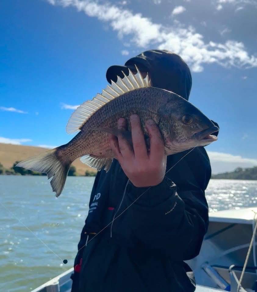 Bream in the Hopkins