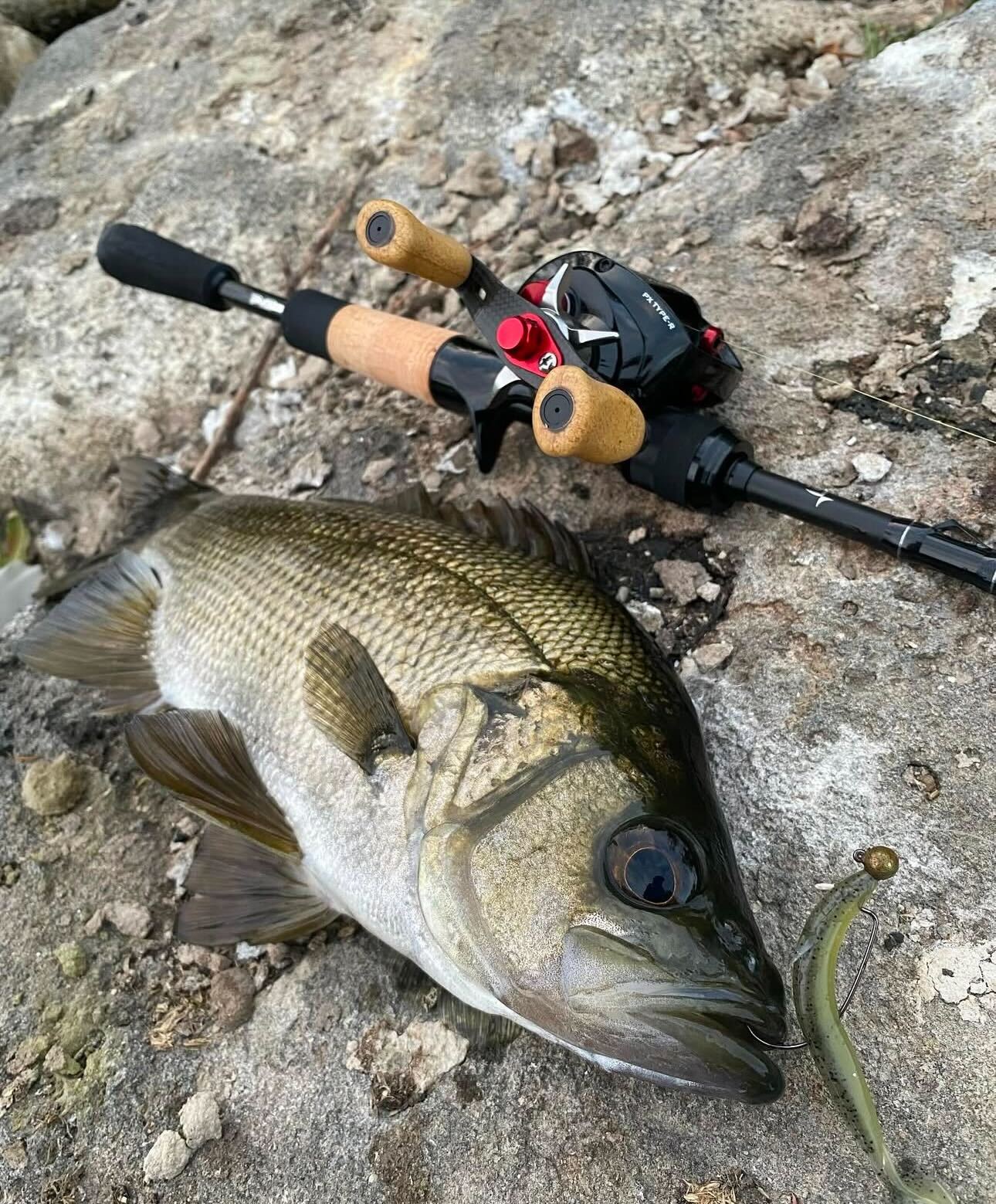 Baitcasting perch and bream