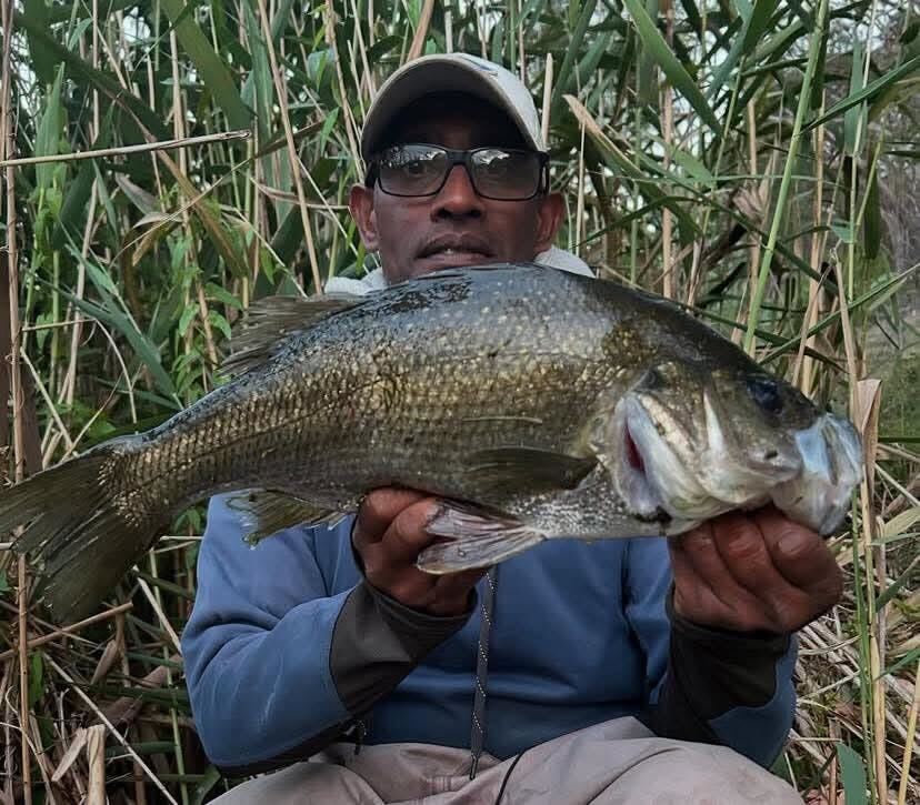 Big old perch