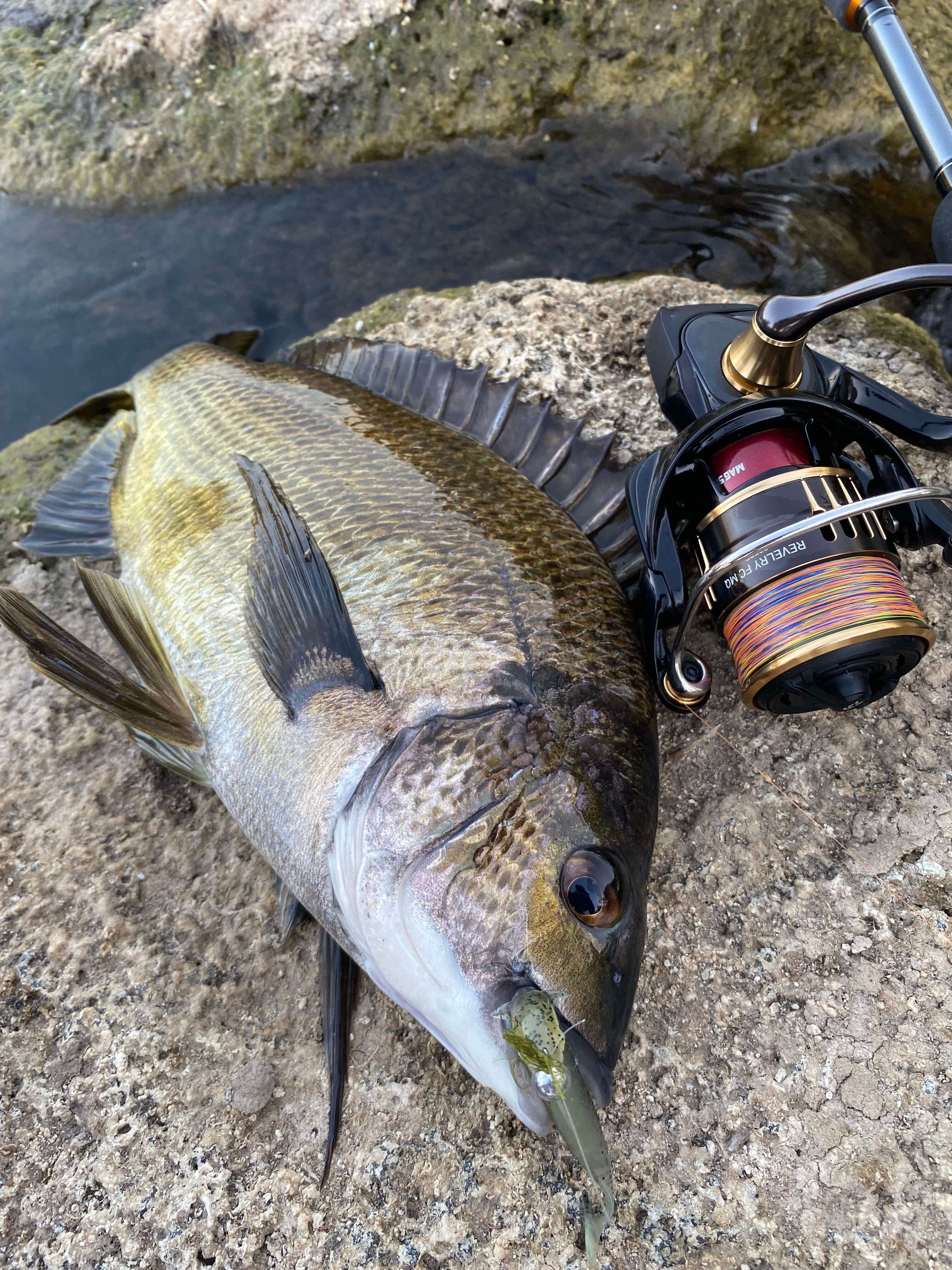 Dark bream in fresh