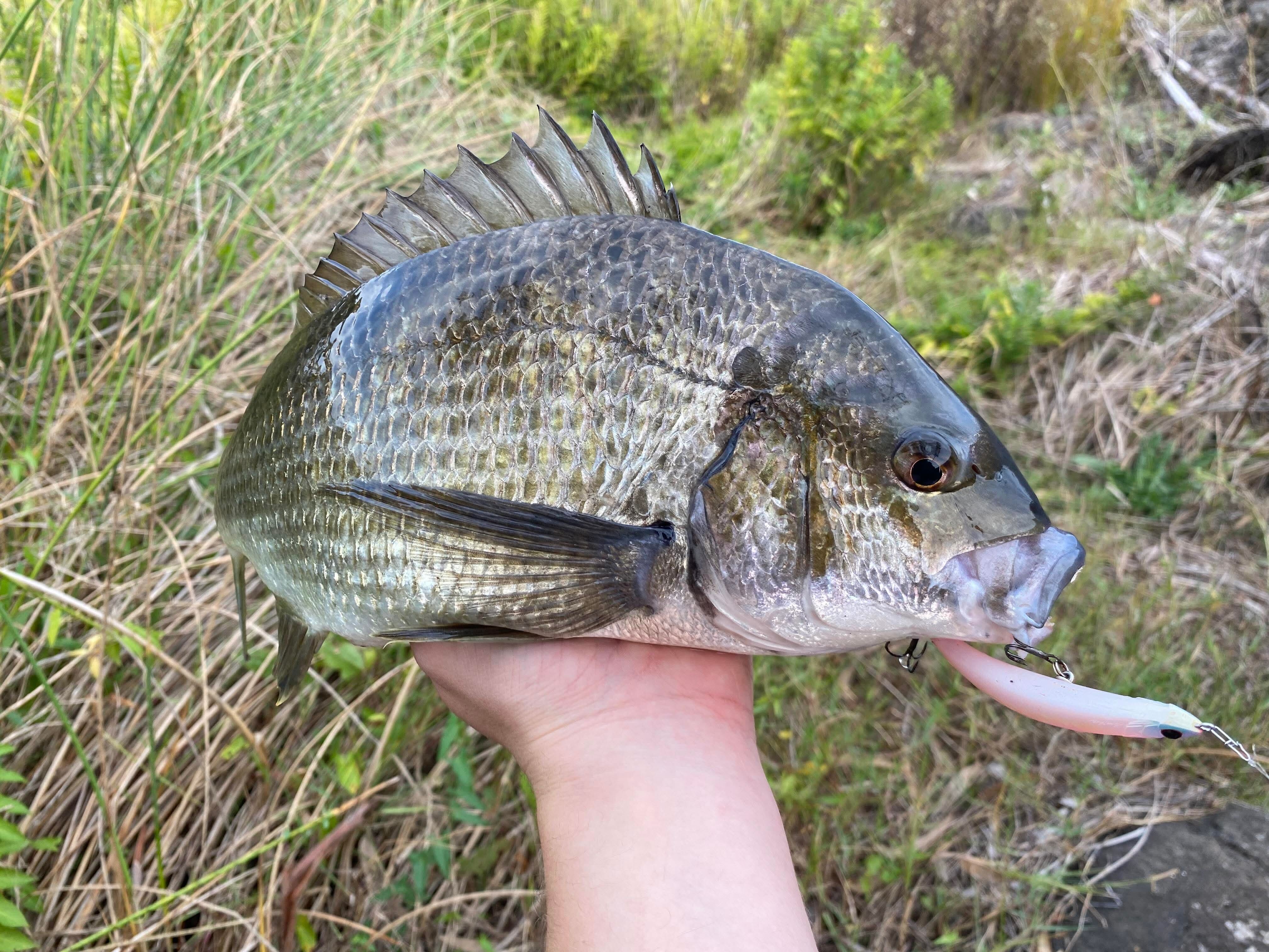 Bream smok'n surface