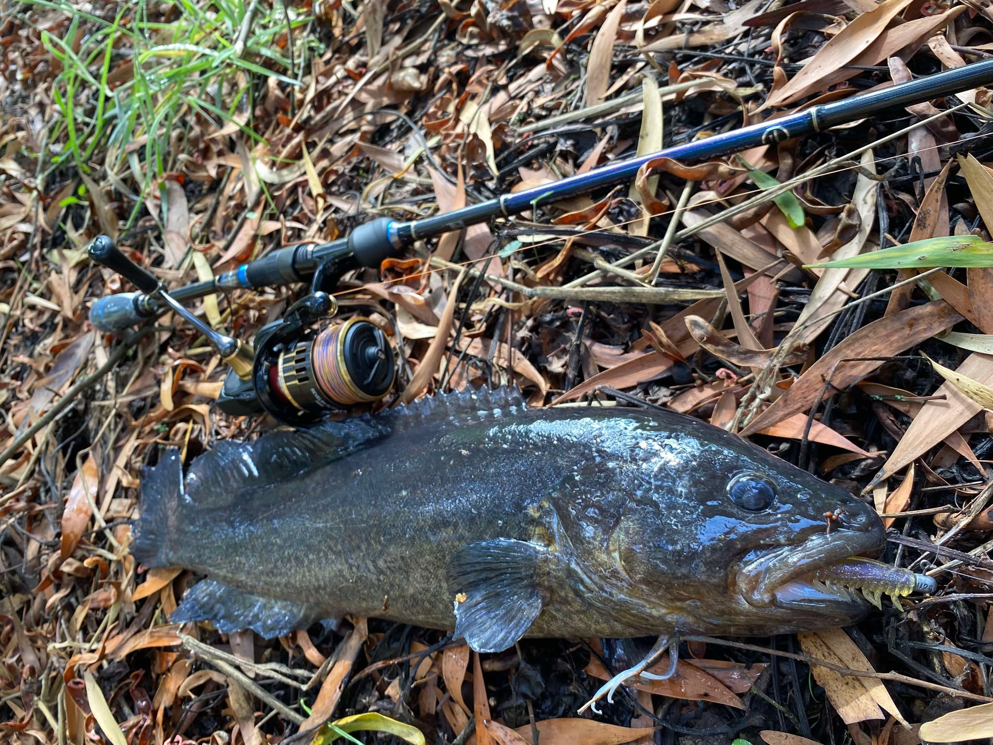 River Blackfish