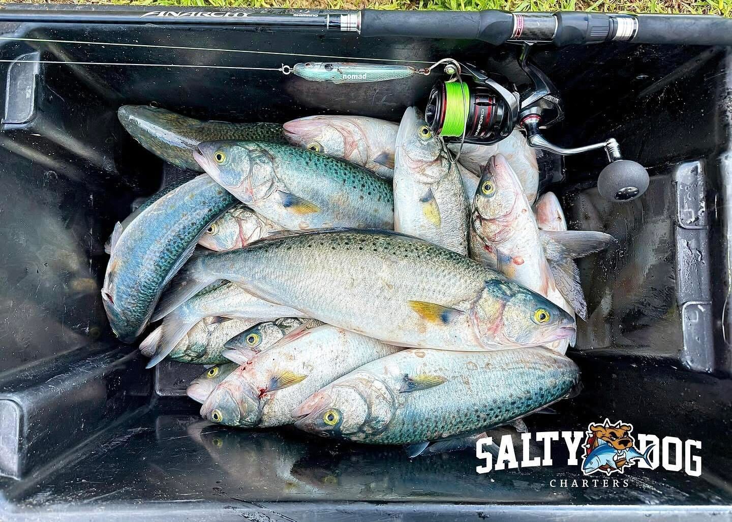 Salmon surf casting