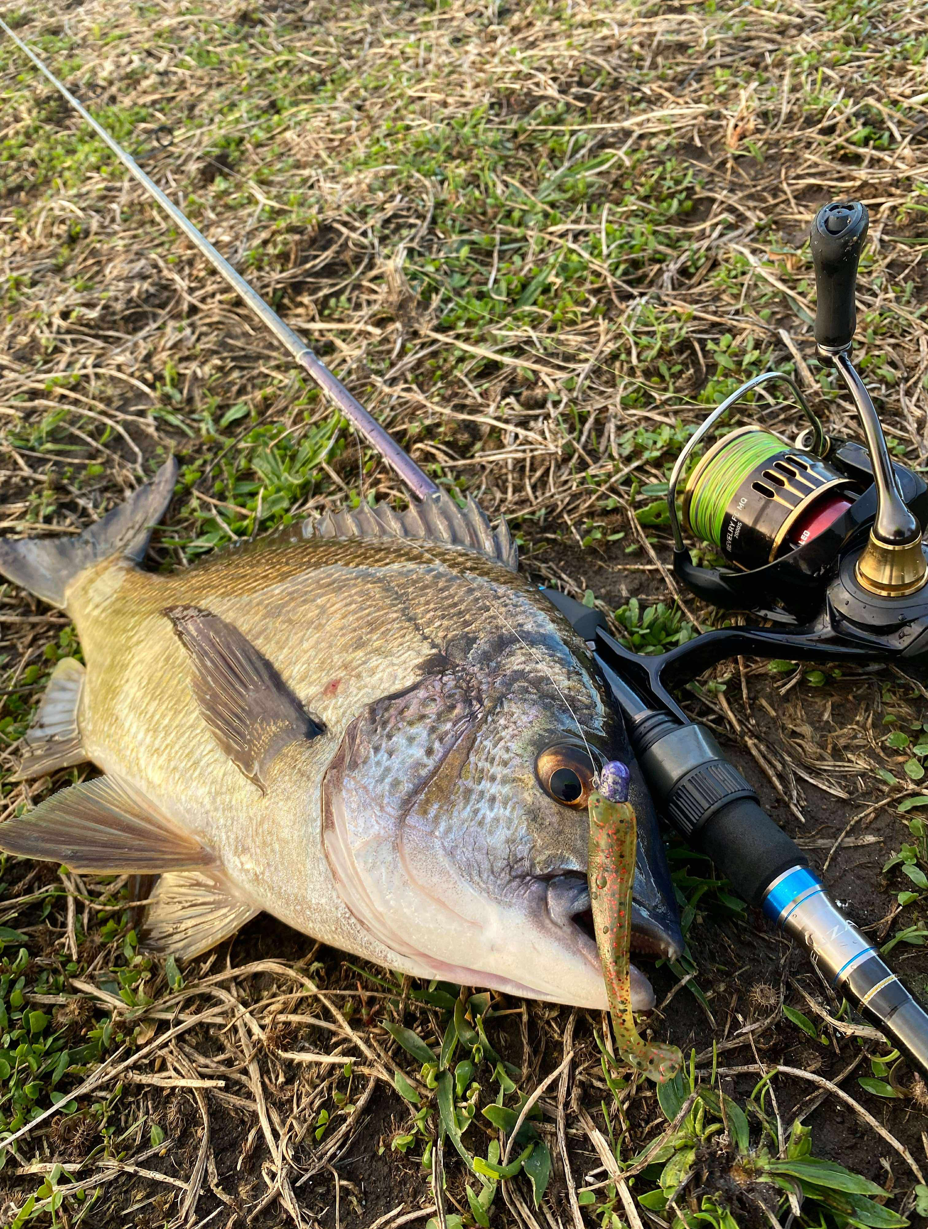 Bream fun