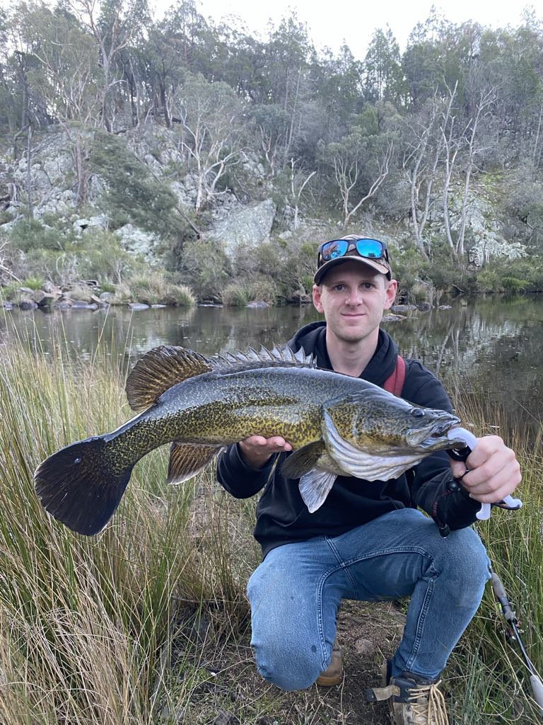 Queensland Cod