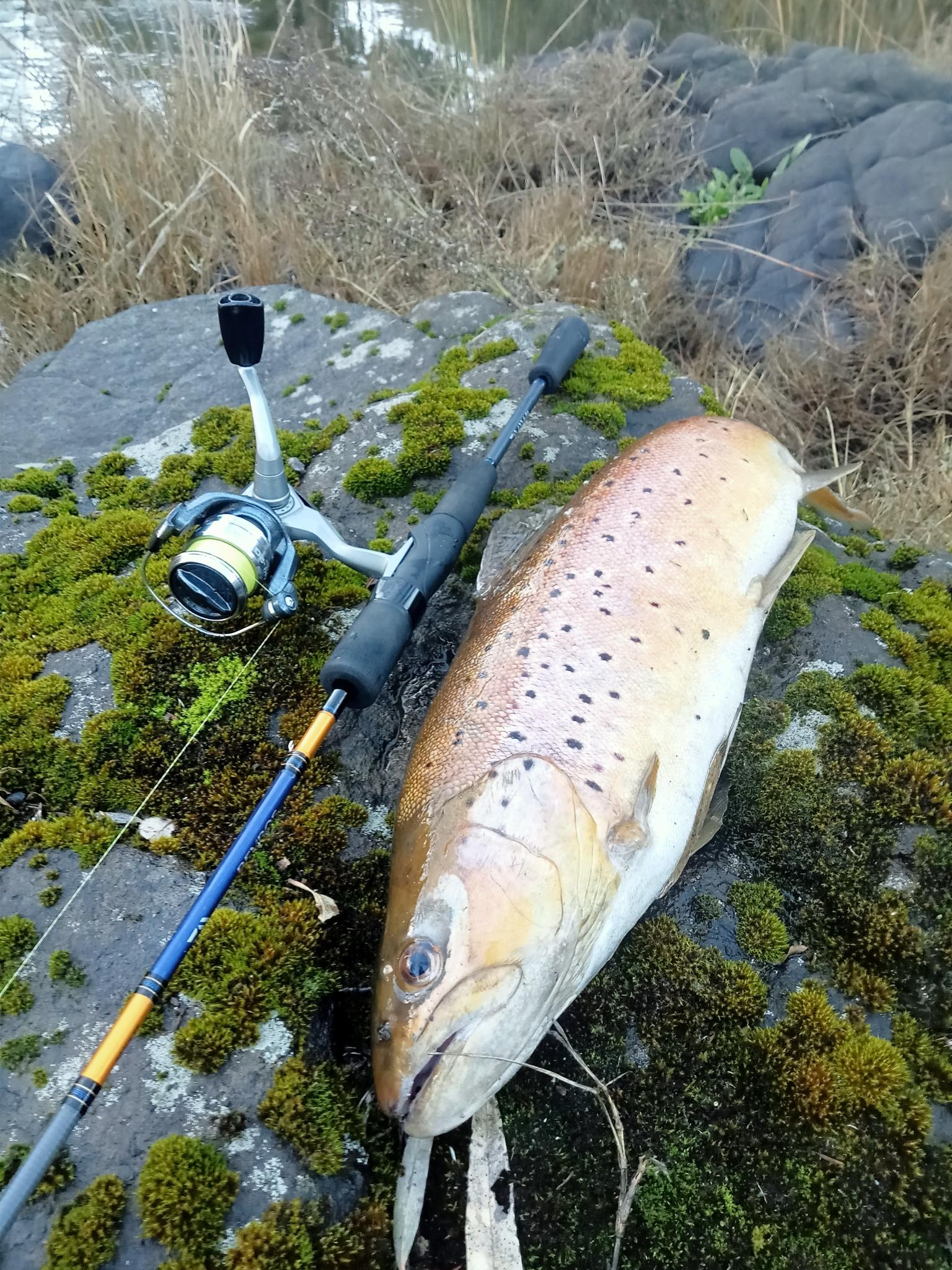Hopkins River Trout