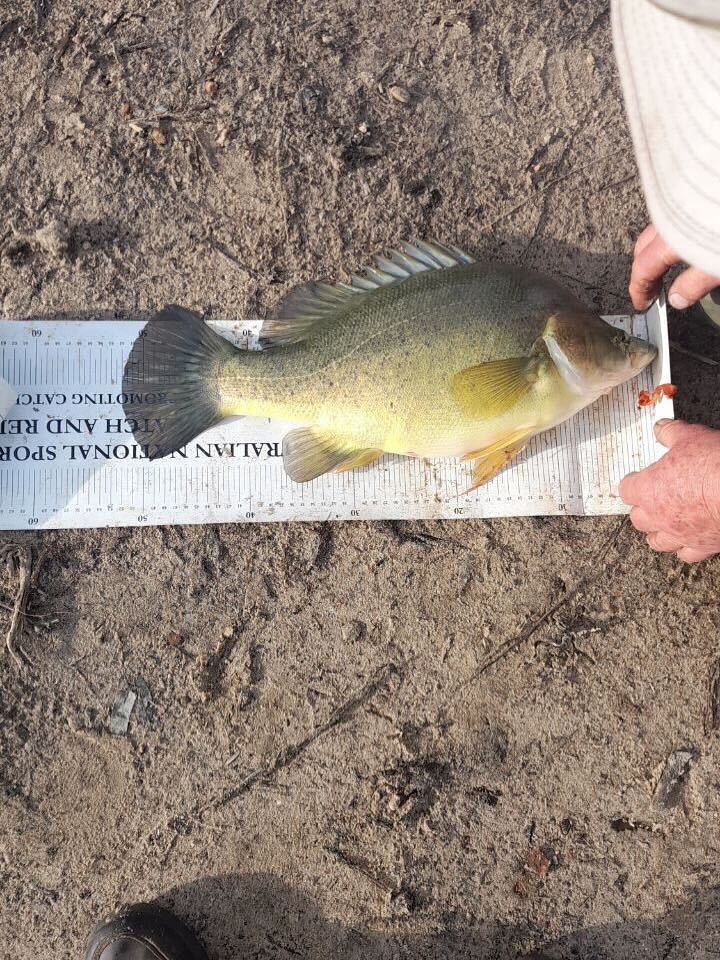 Rockland's Yella