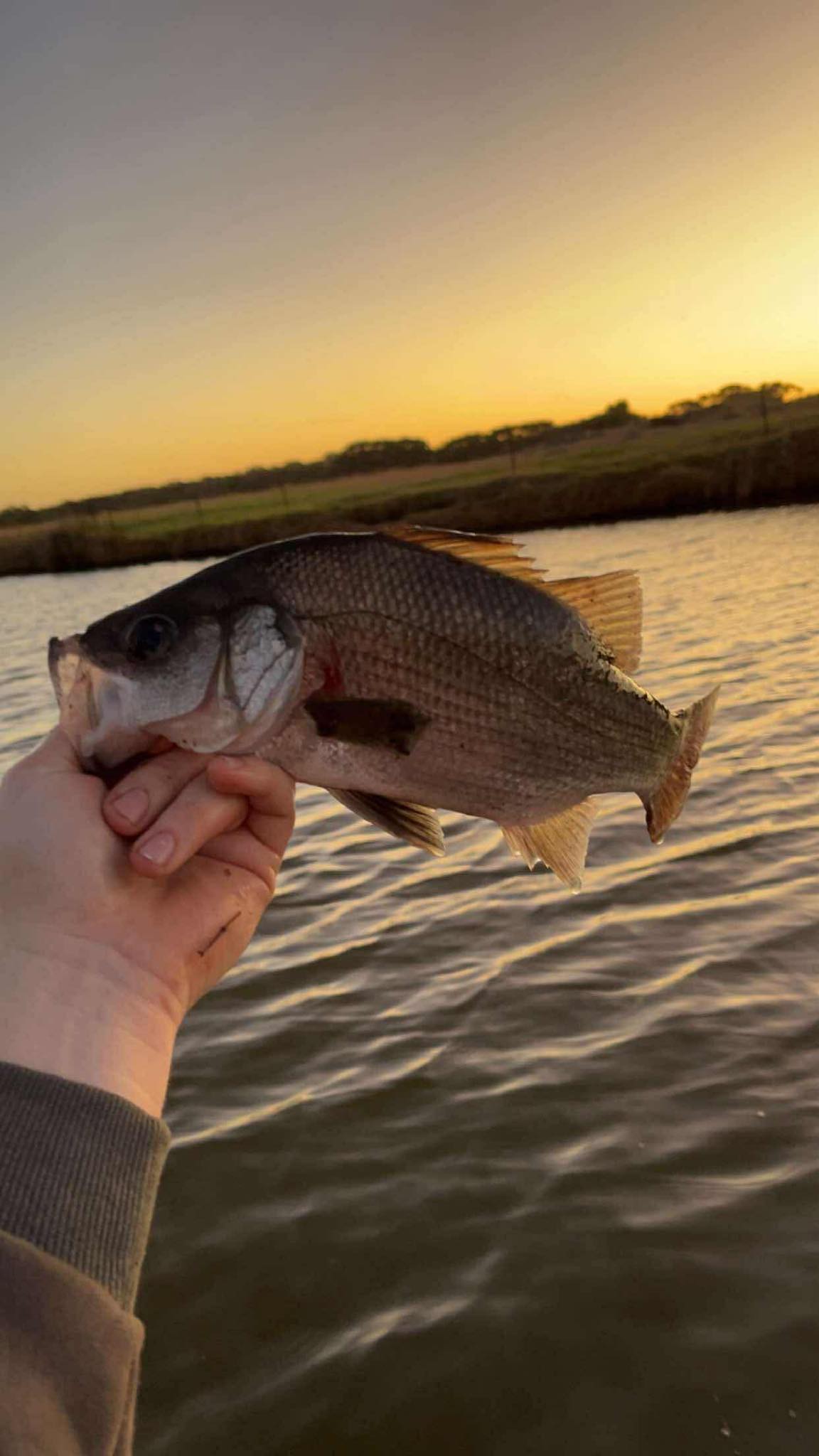 Estuary perch on sunset
