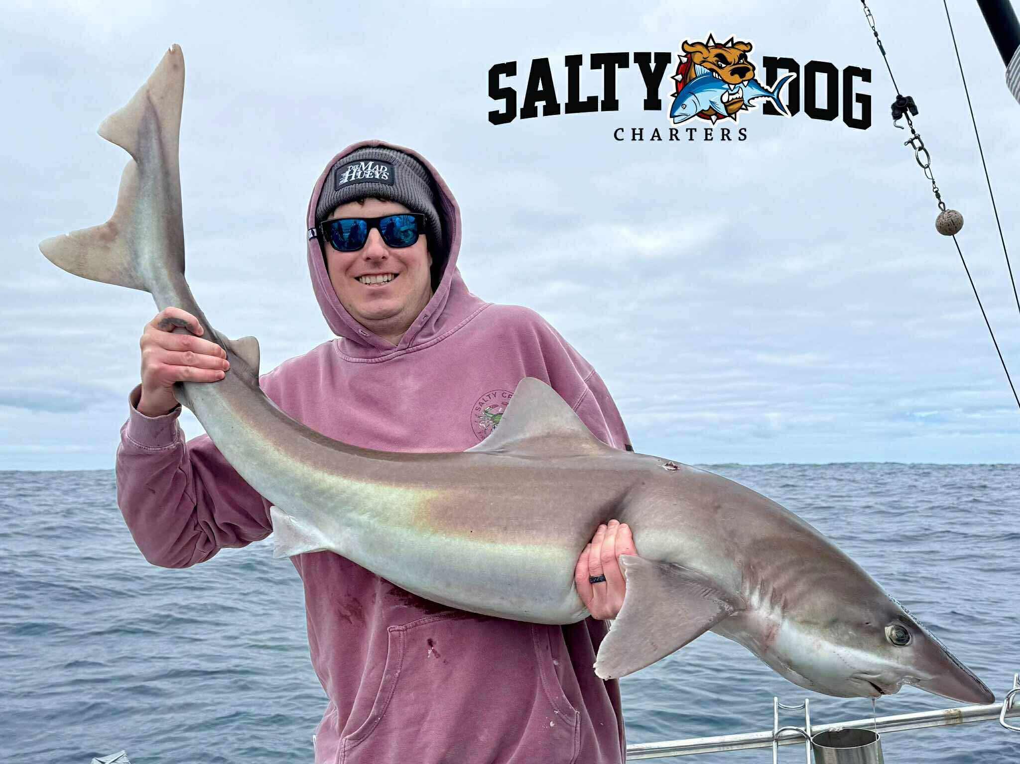 Big sharks