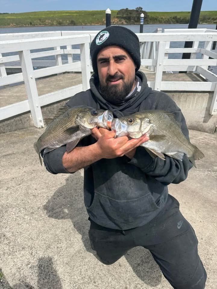 By-catch estuary perch