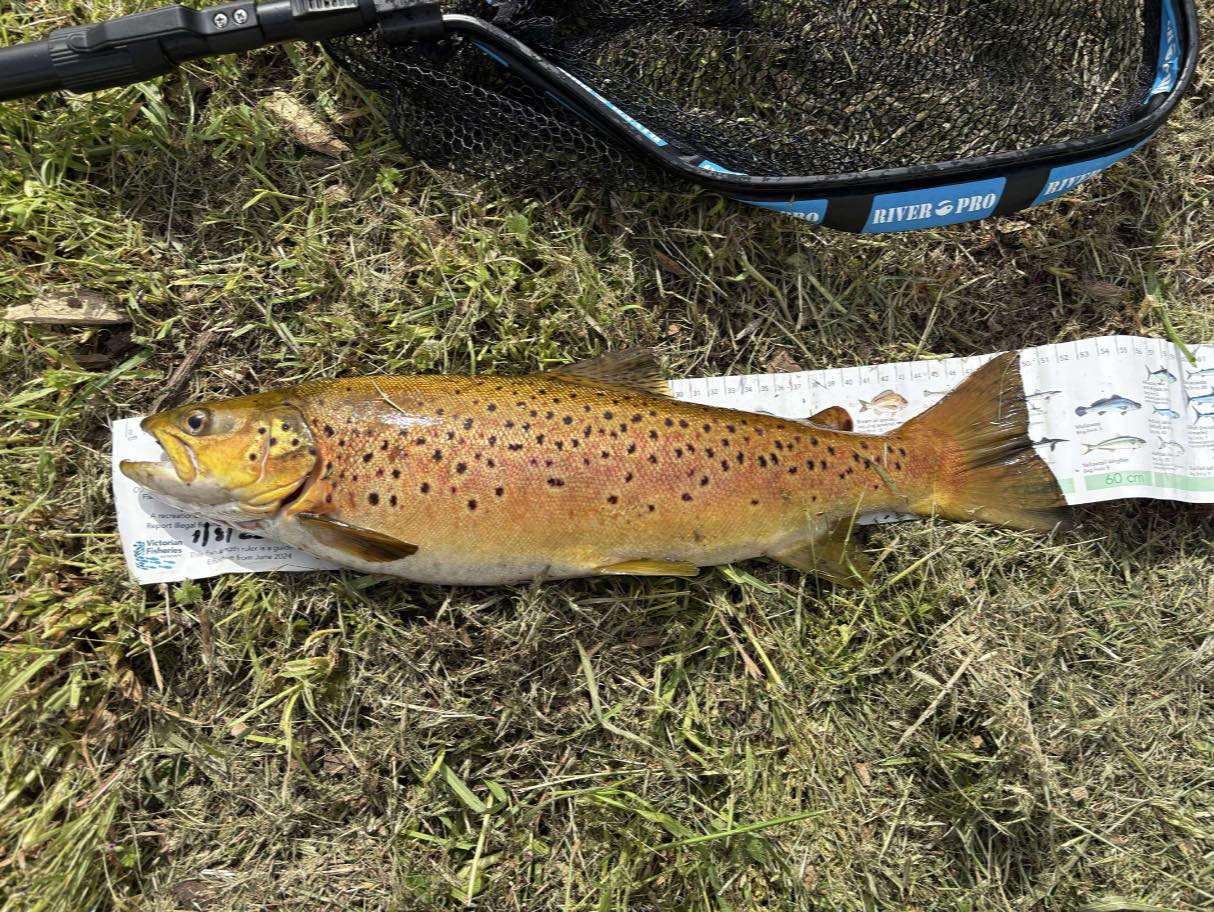 Merri River Trout