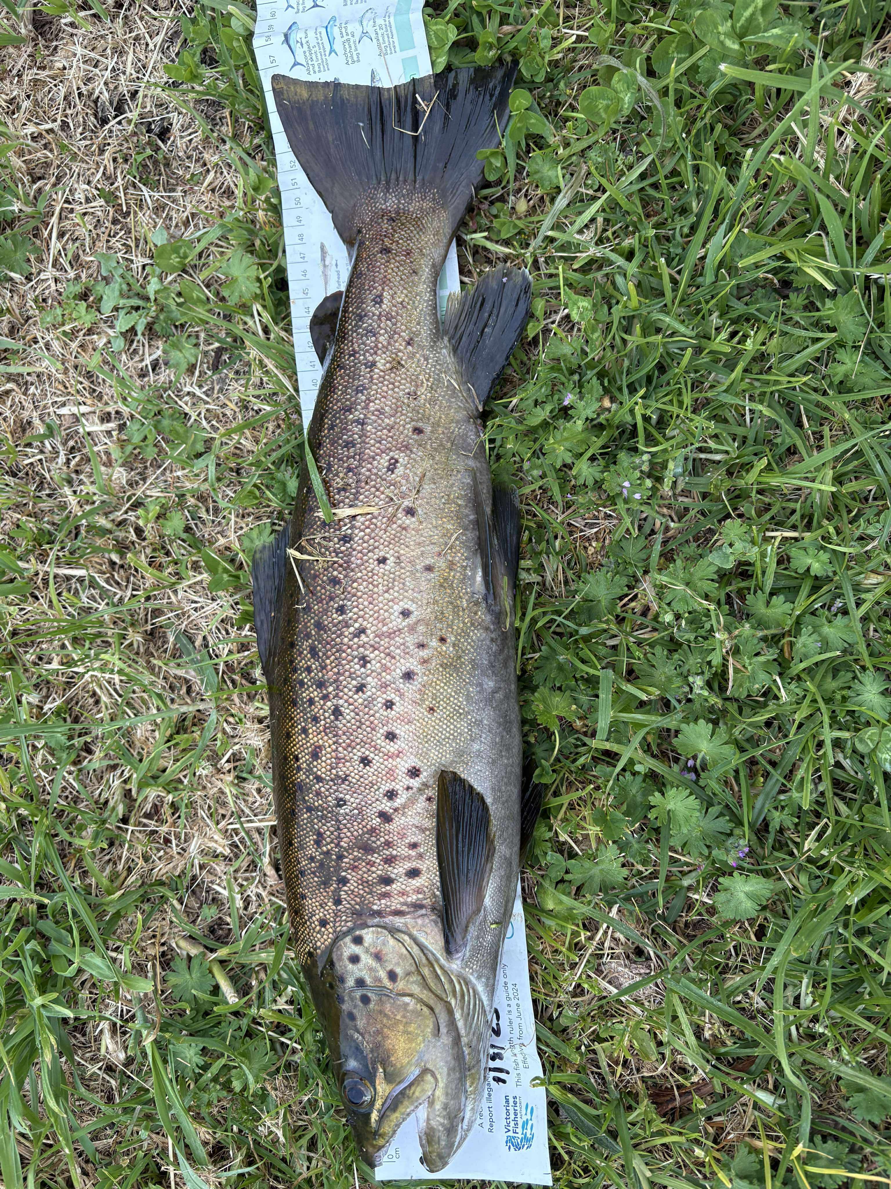 Trout on plastics