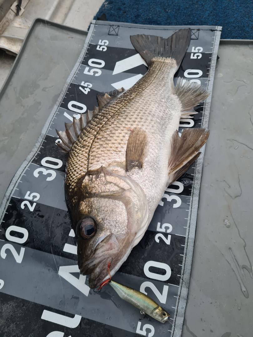 Estuary perch on poppers