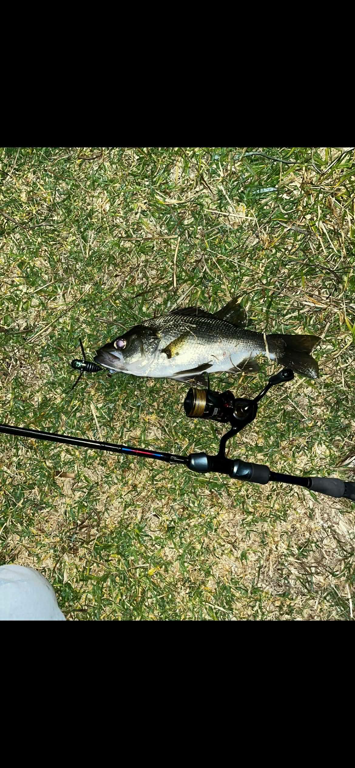 Top water perch