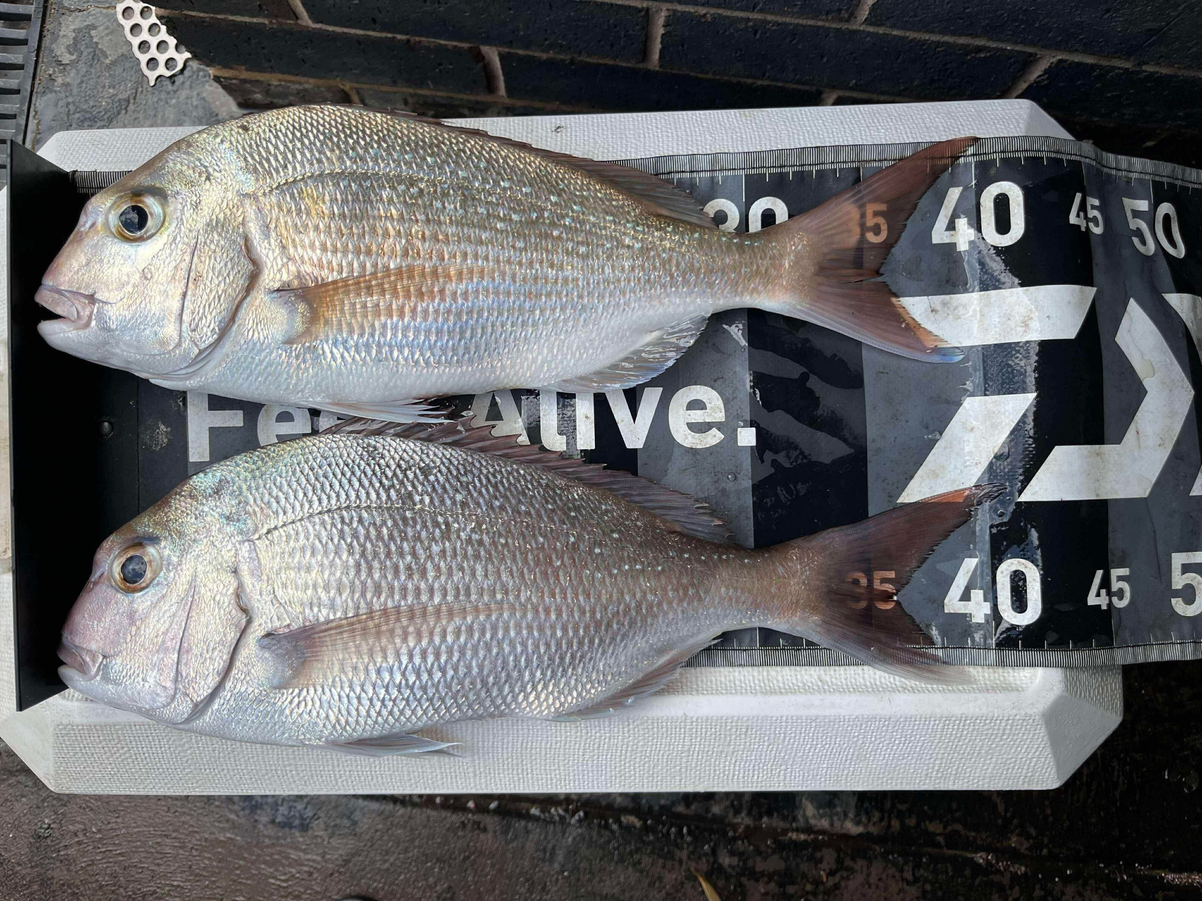 Plastic eating snapper