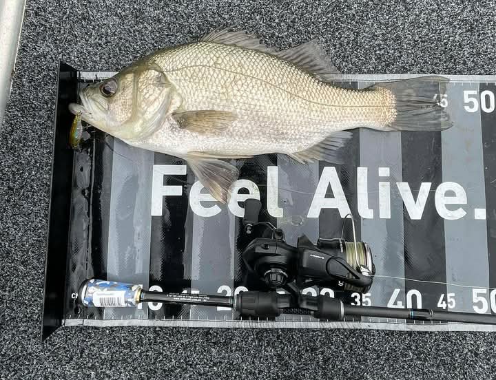 Small lures - big perch