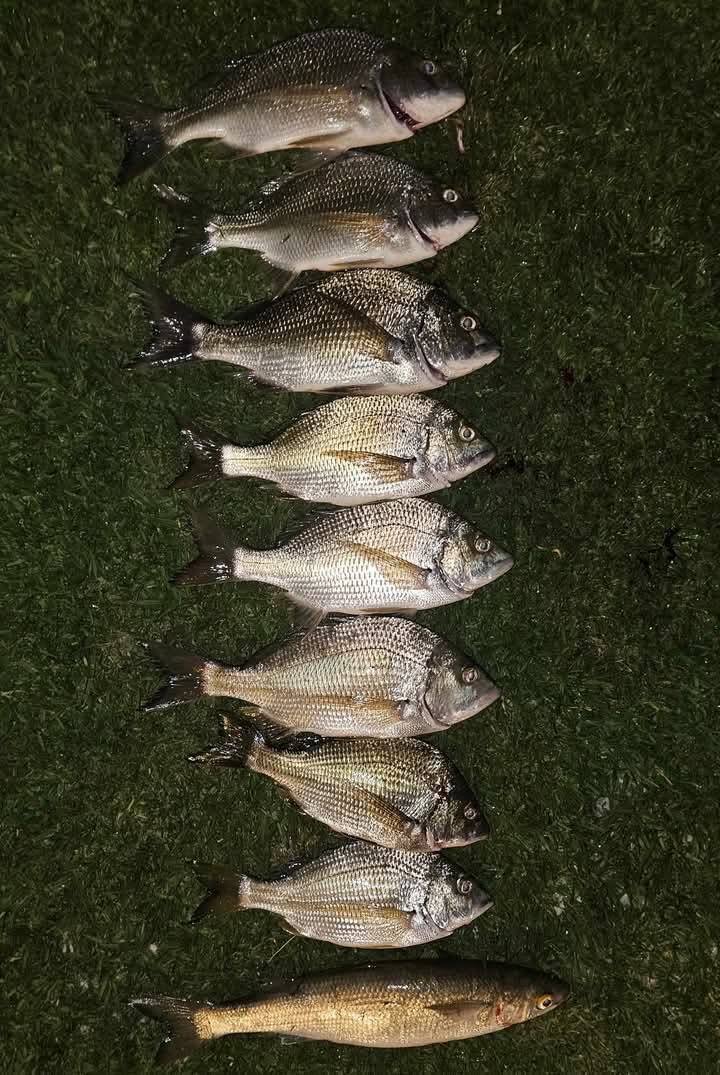 Bream fun