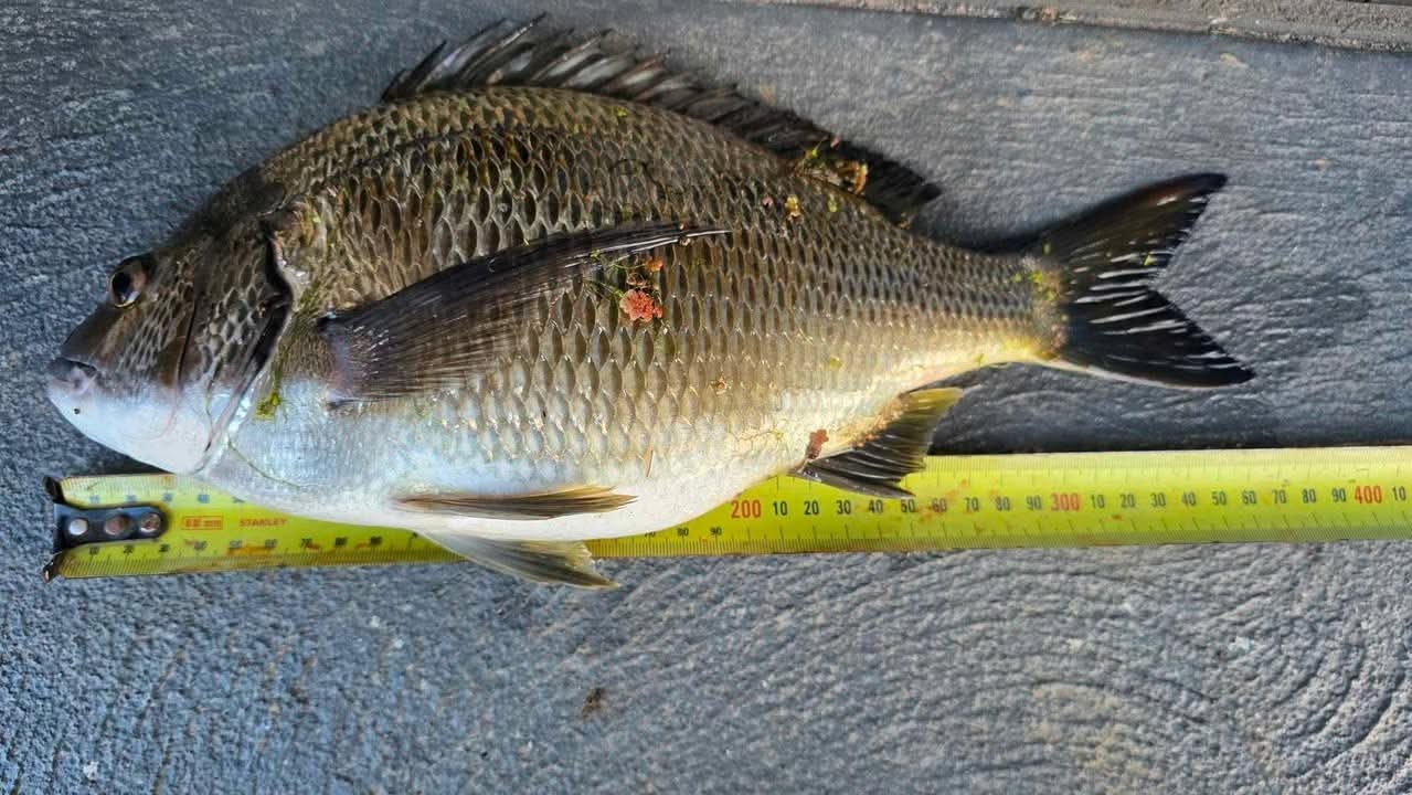 Merri bream
