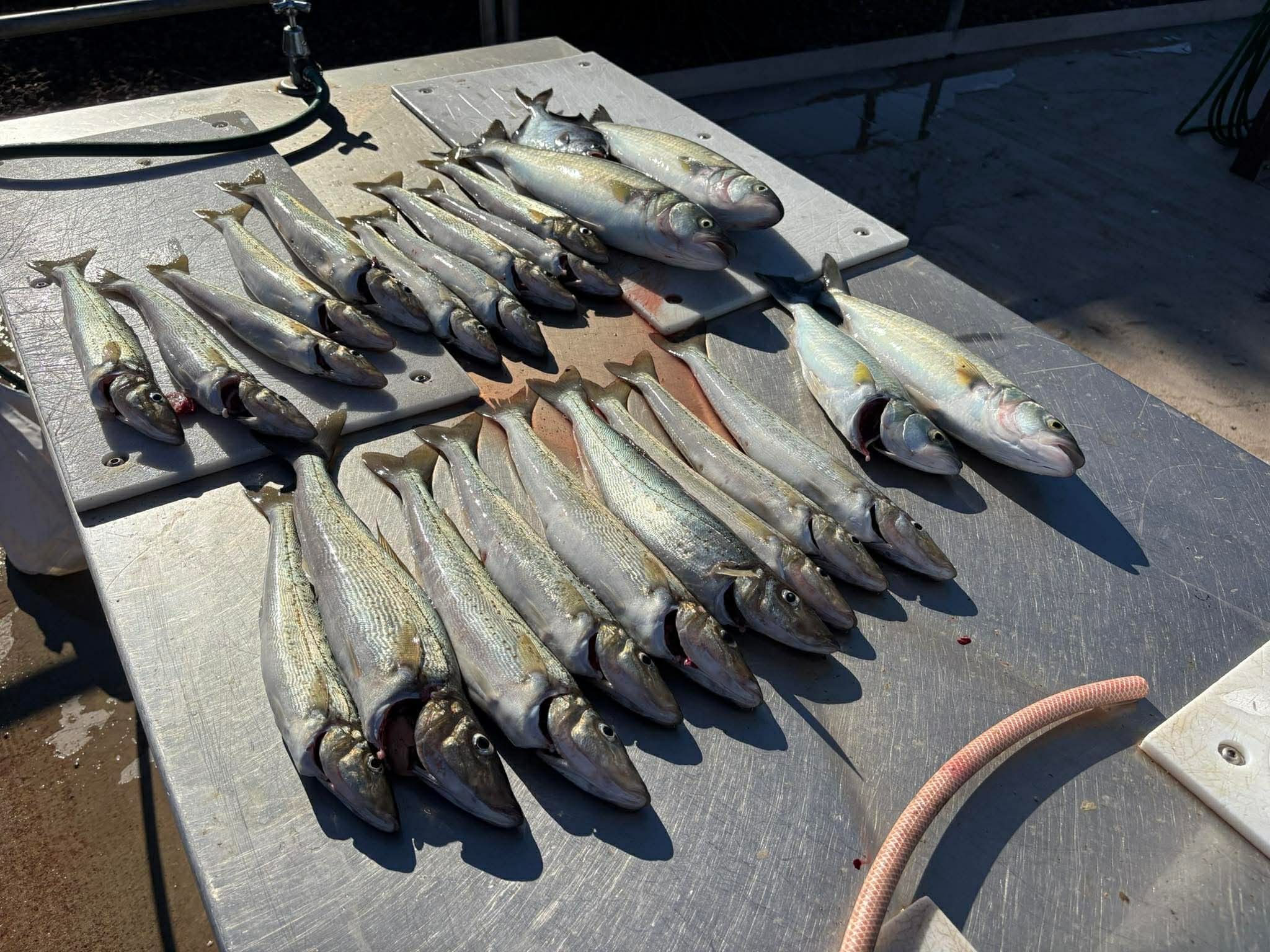 Whiting madness