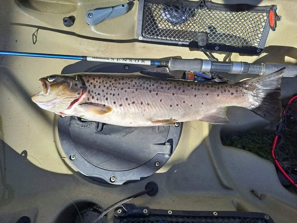 Hopkins trout