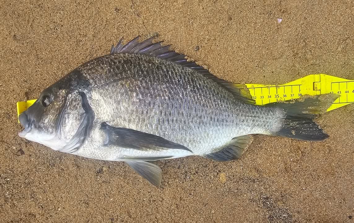 Hopkins river bream