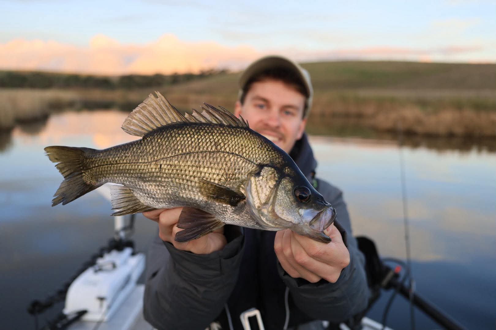Curdie perch