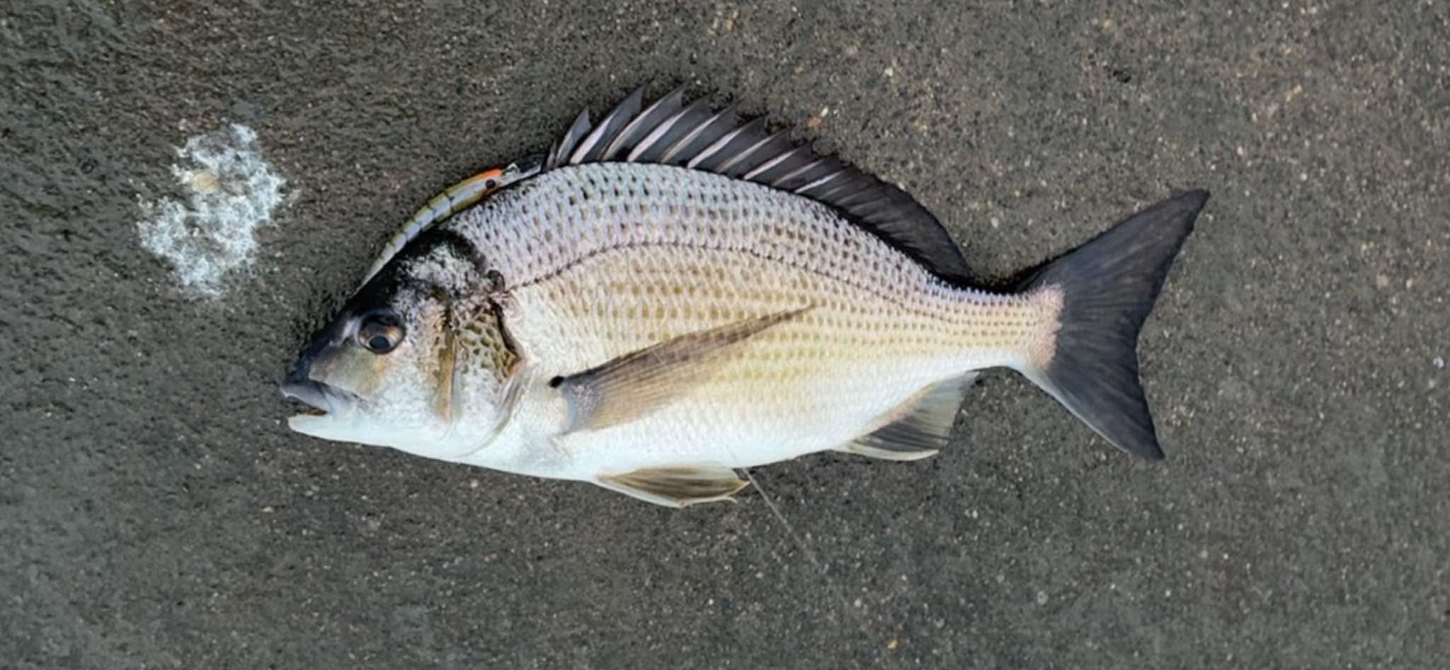 Proudfooting bream