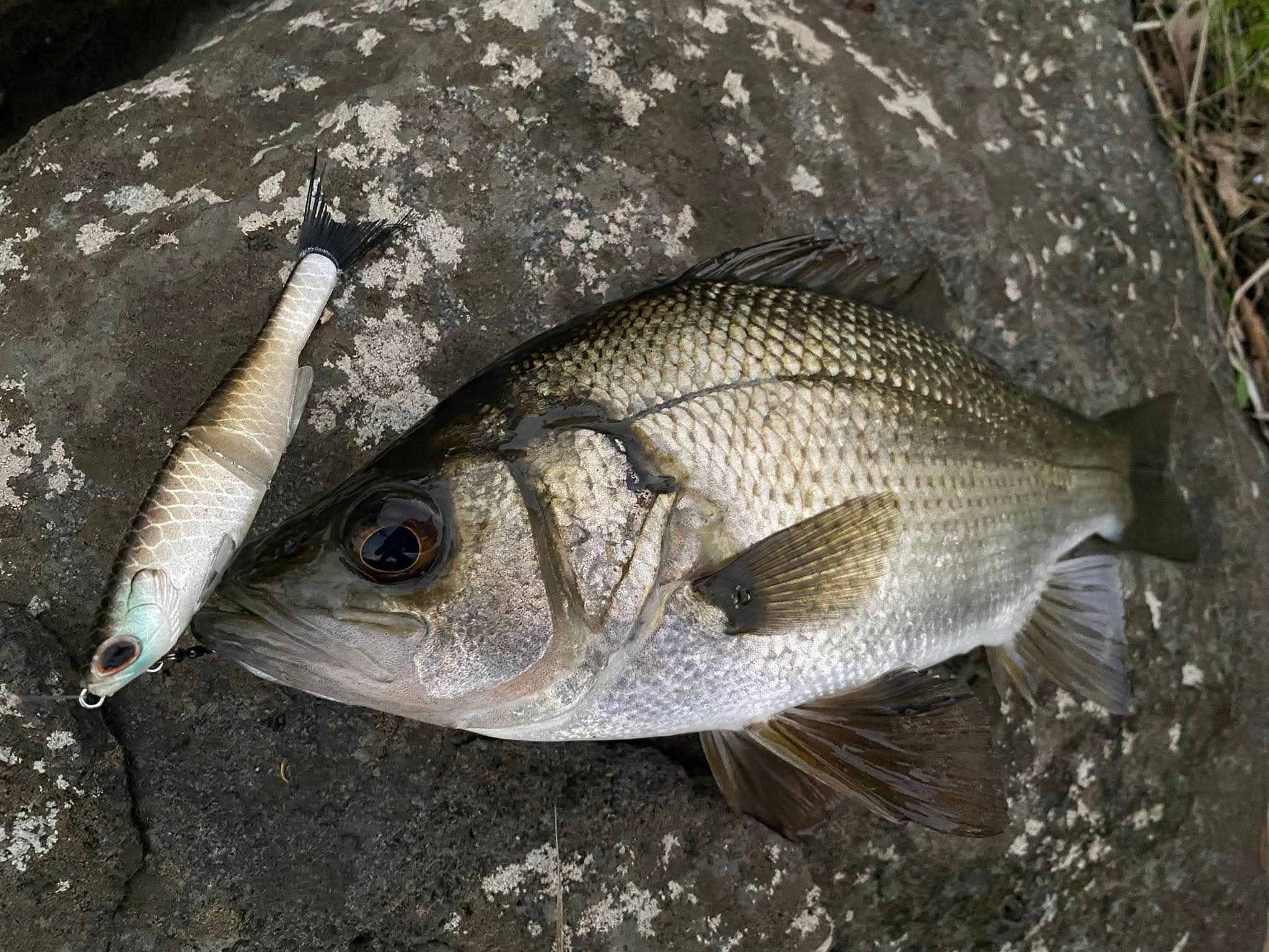 Nessie perch