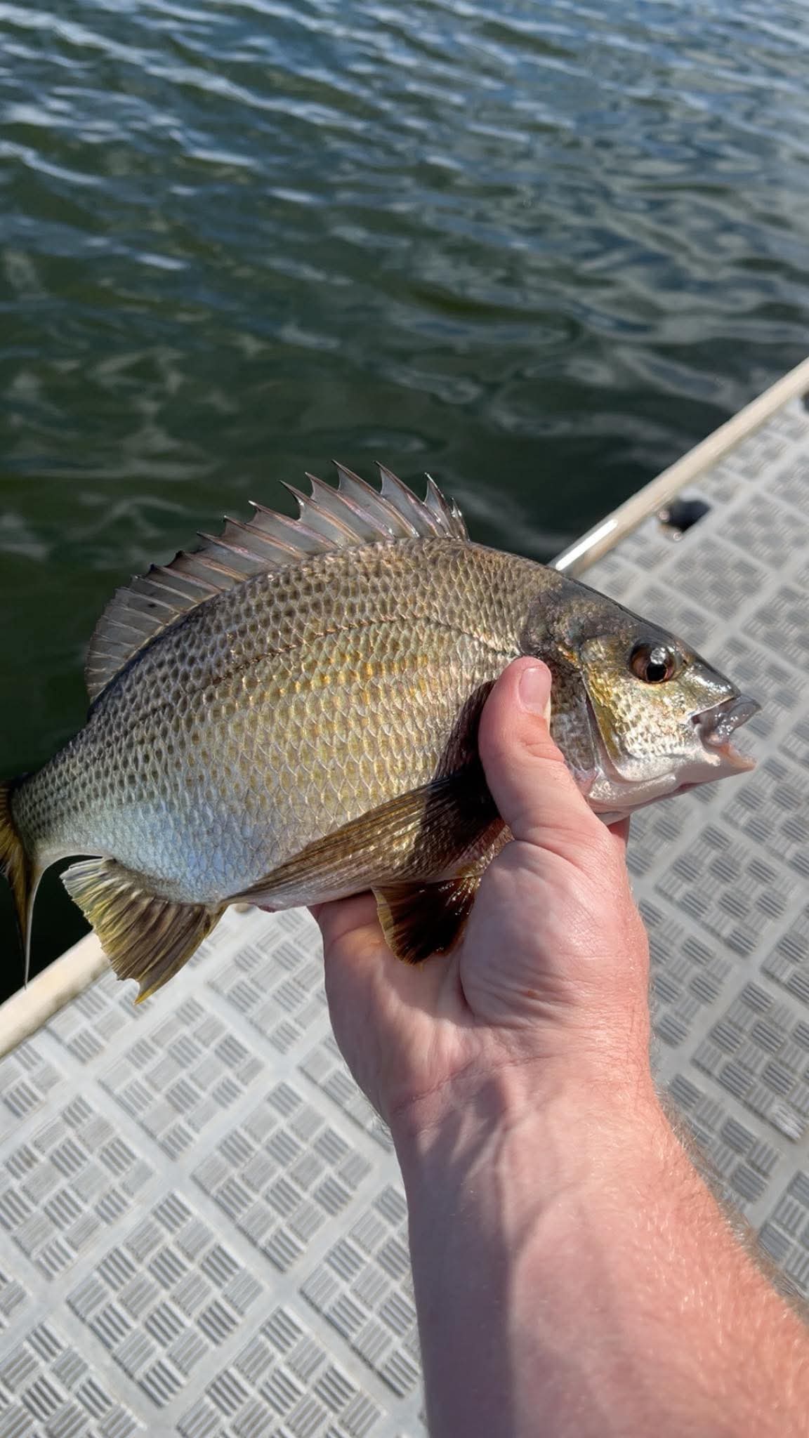Raining bream