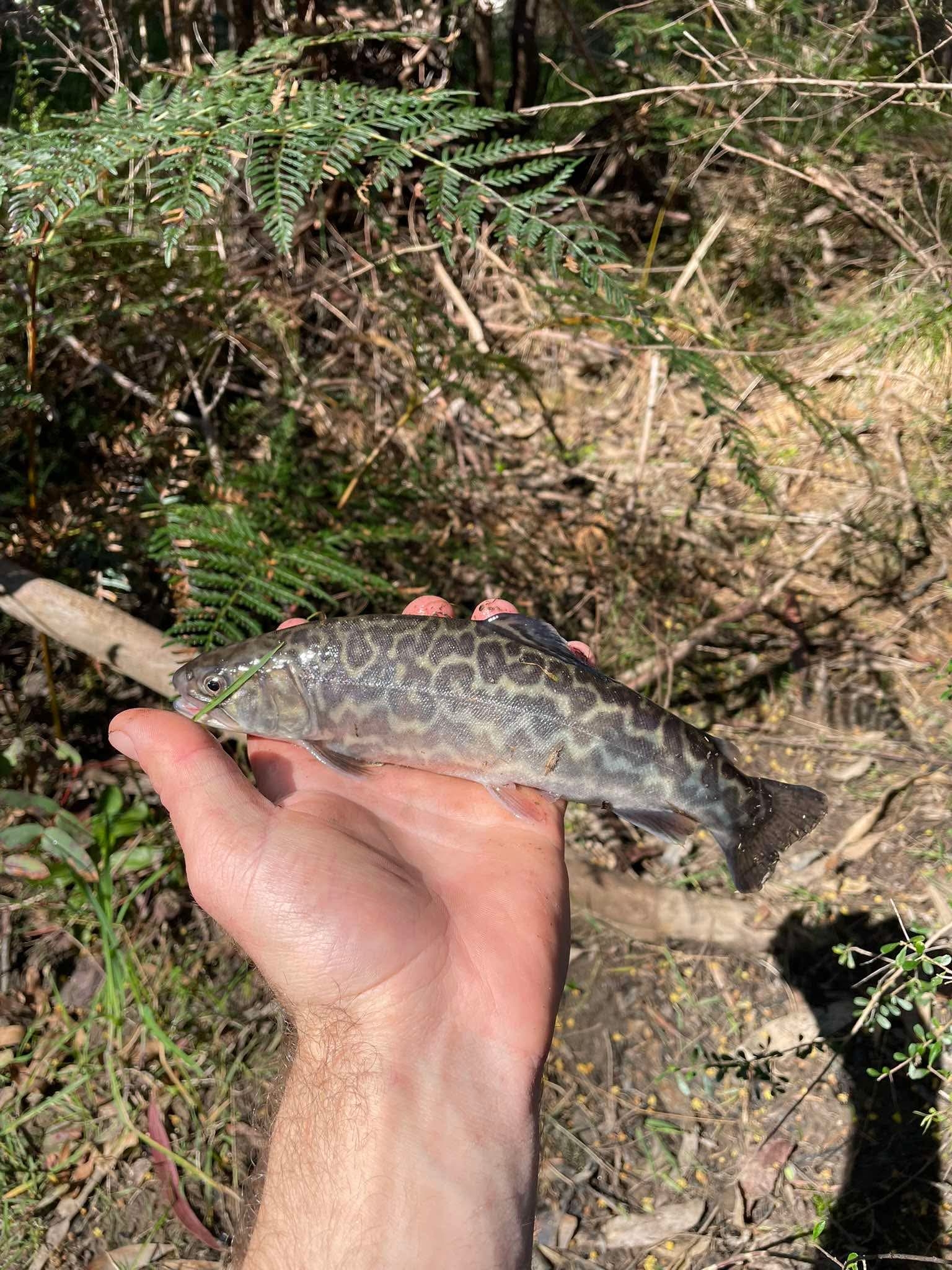 winter trout action